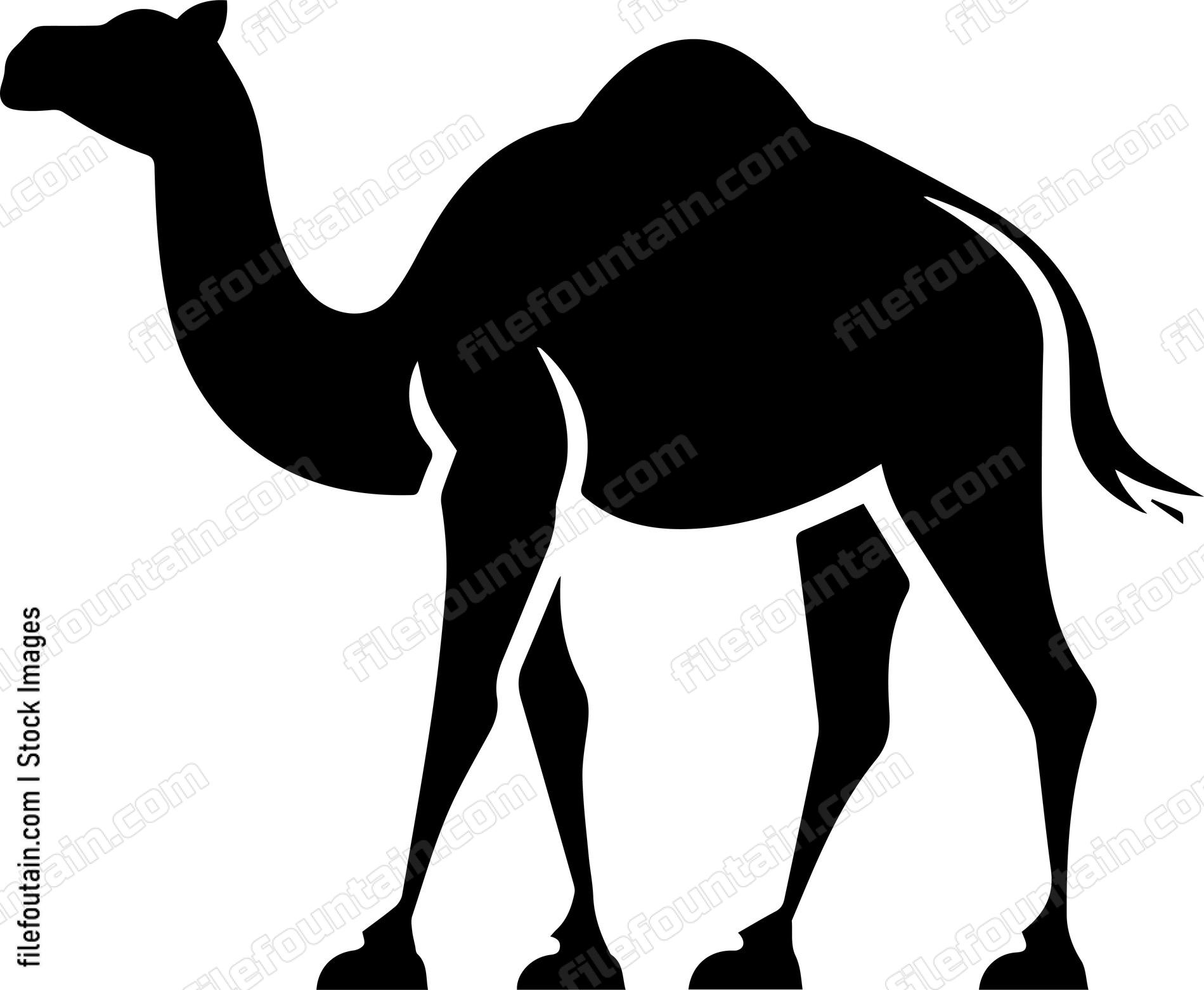 Camel