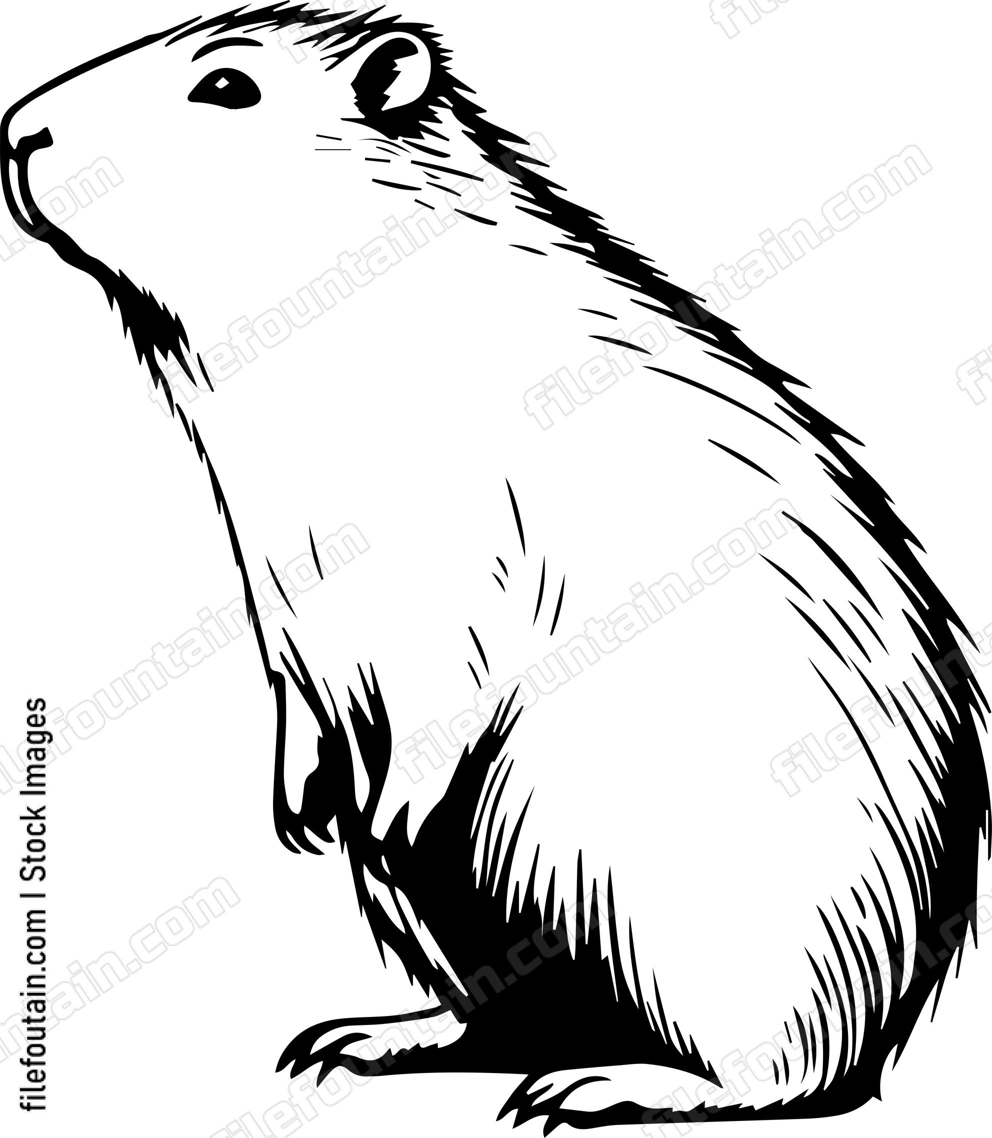 Capybara