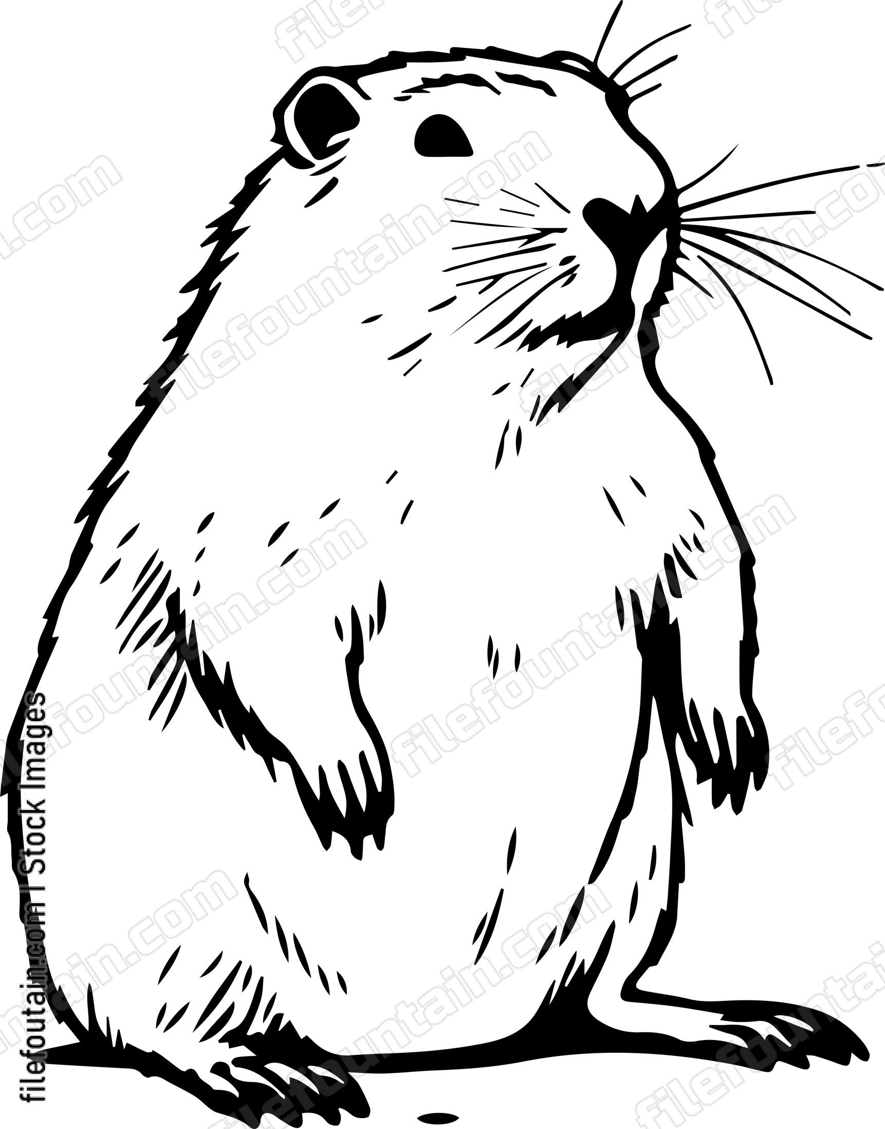 Capybara