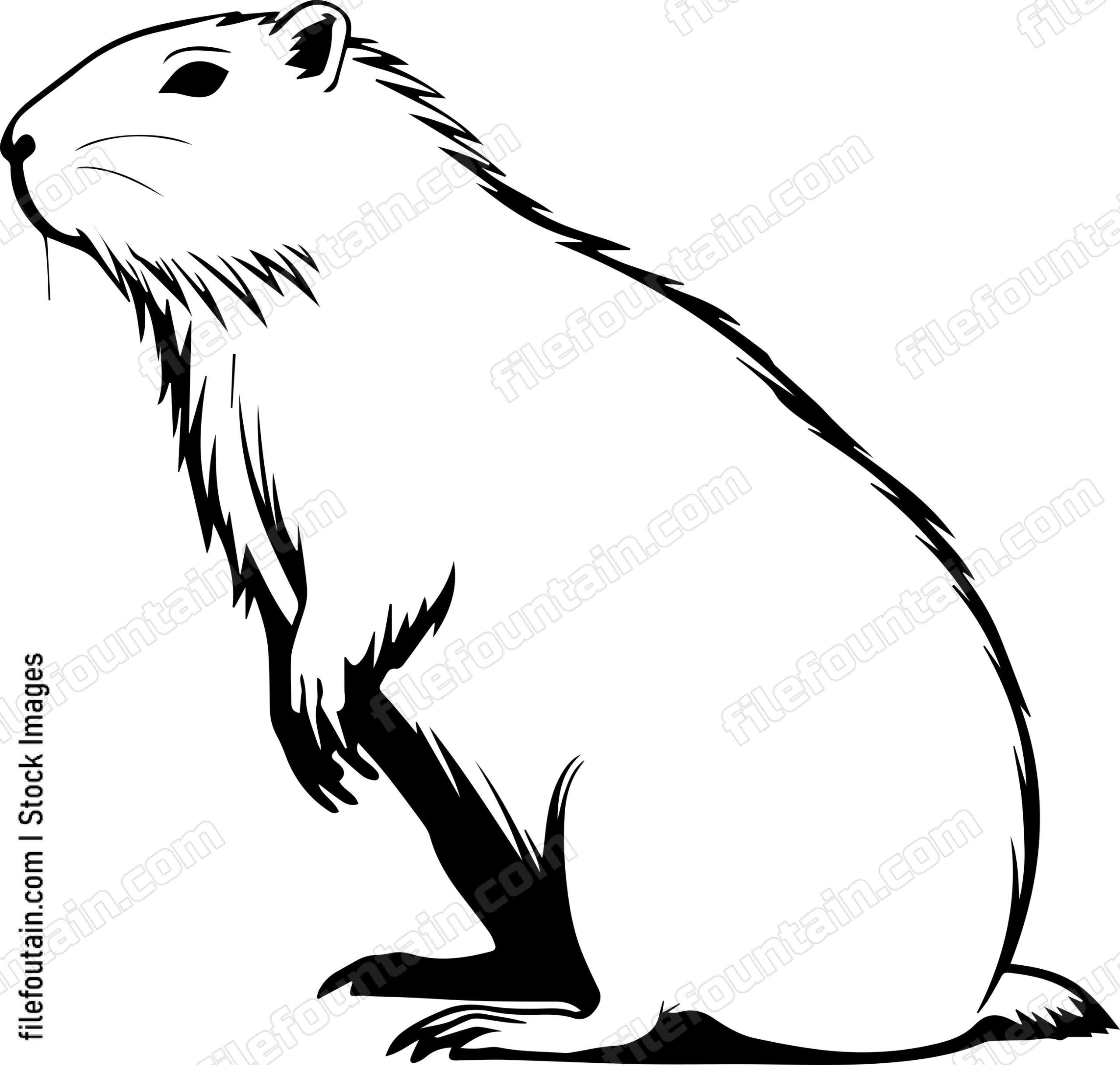 Capybara