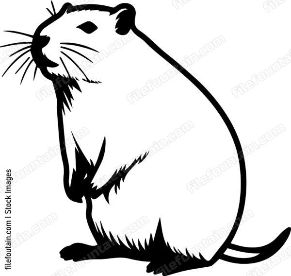 Capybara