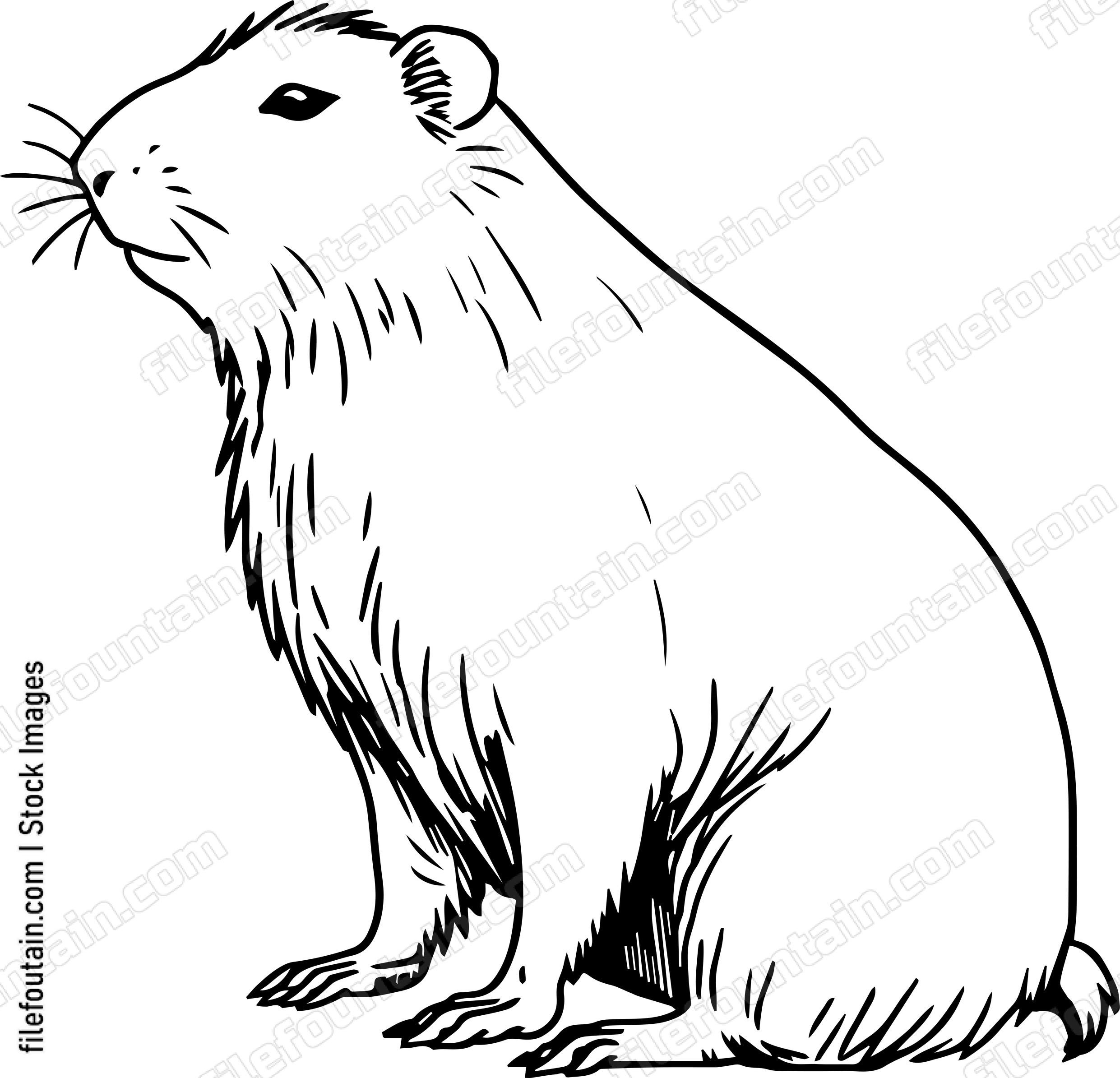 Capybara