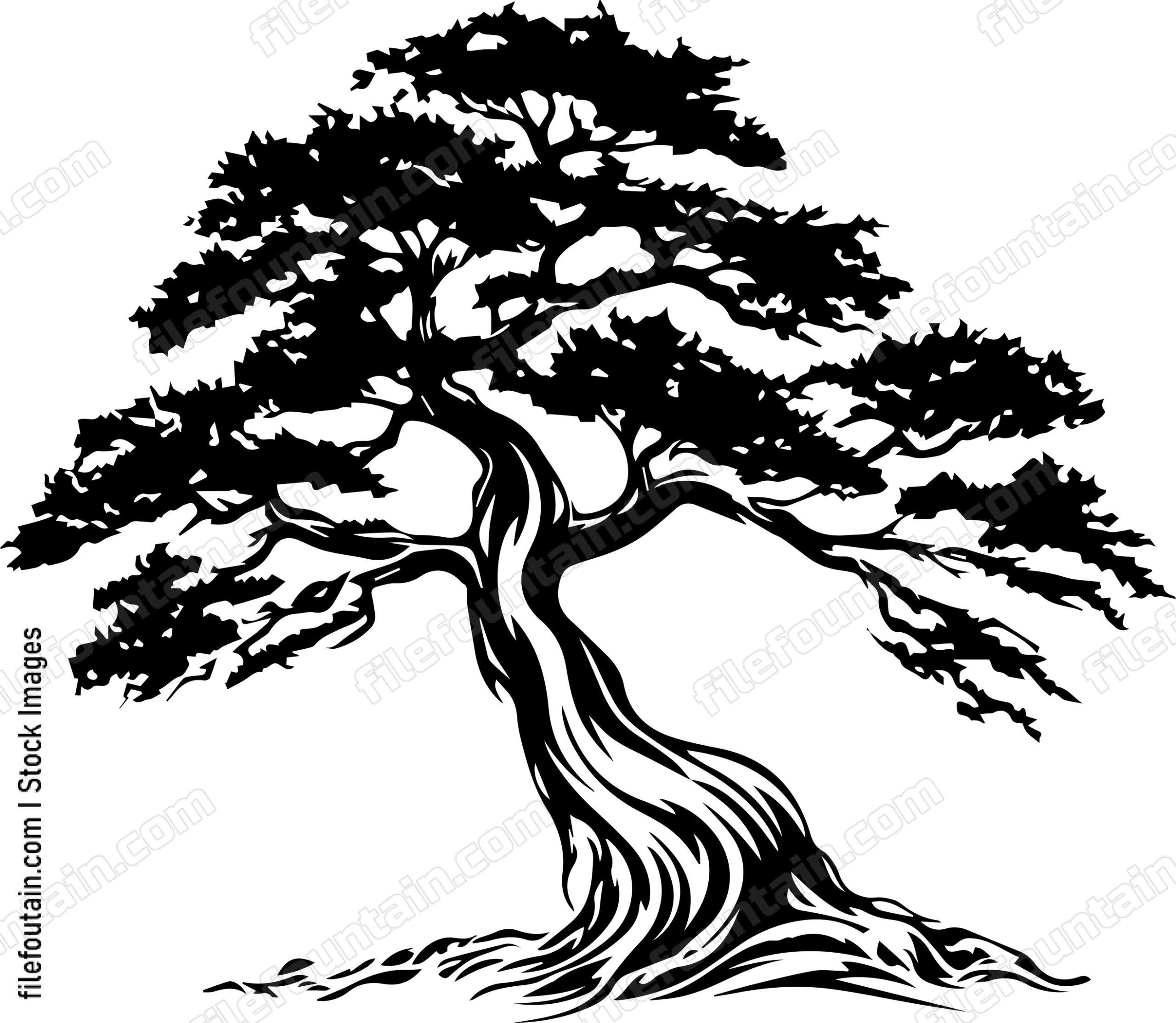 Cedar Tree