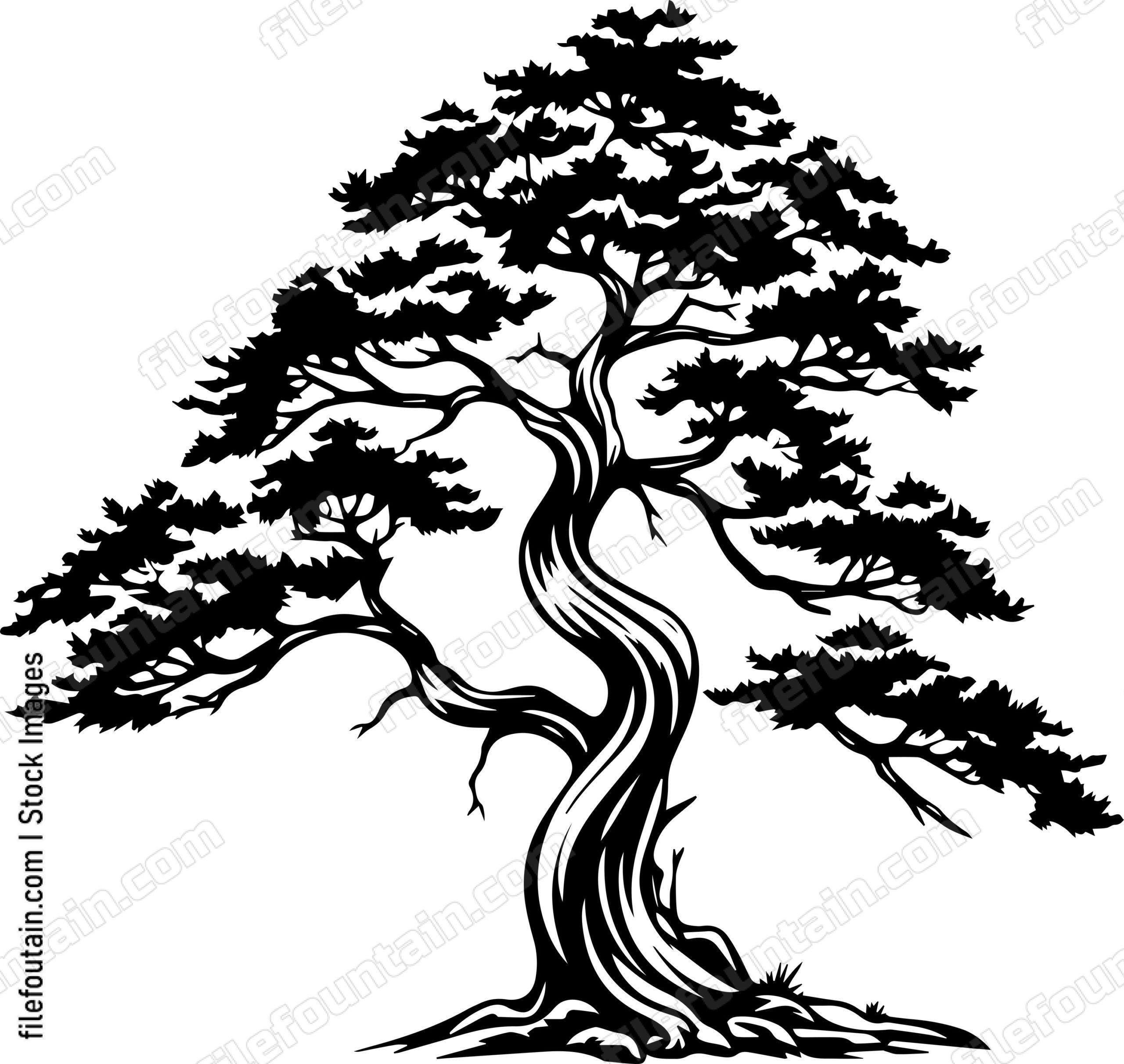 Cedar Tree