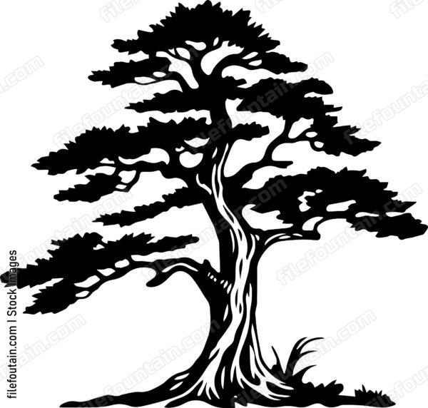 Cedar Tree