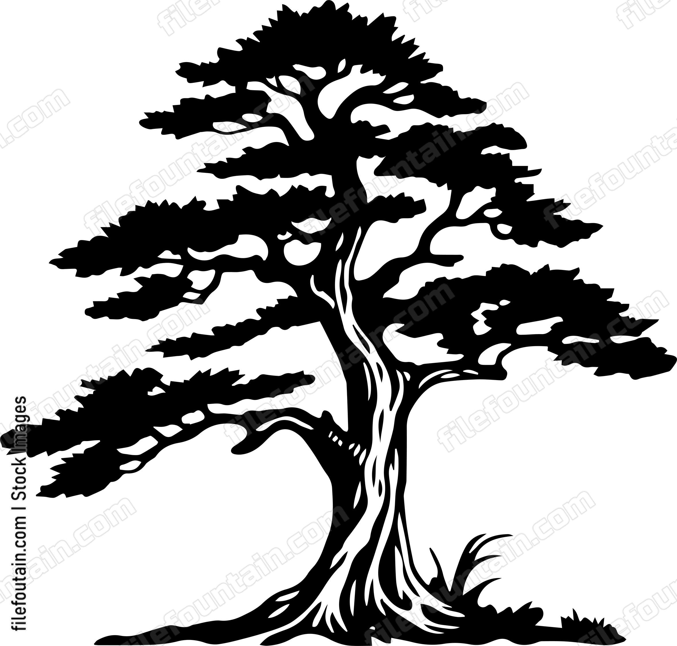 Cedar Tree