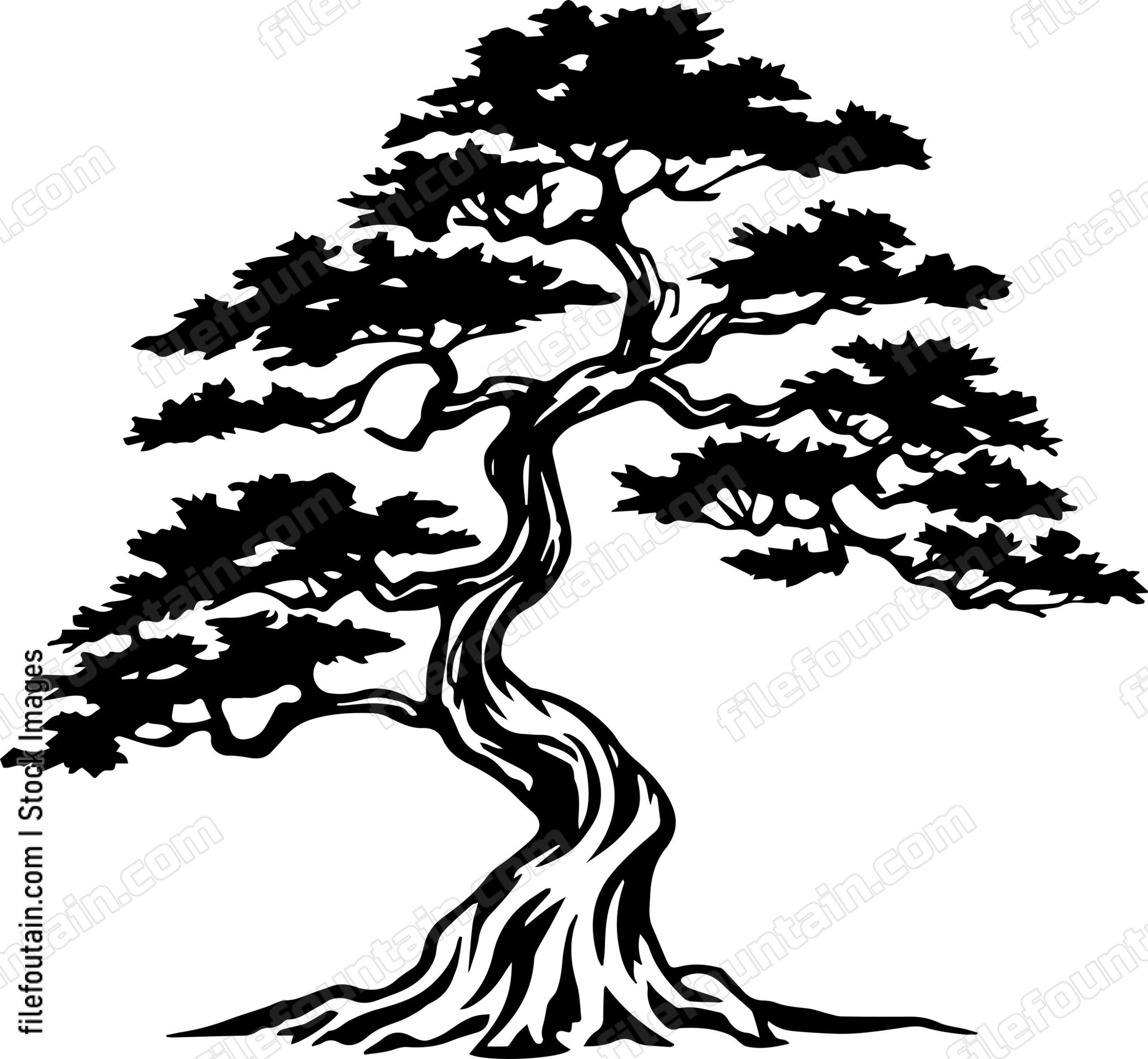 Cedar Tree
