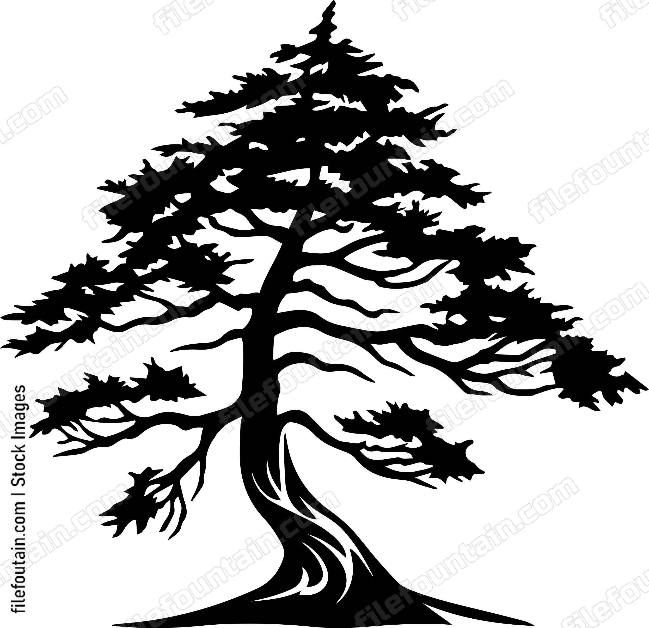 Cedar Tree