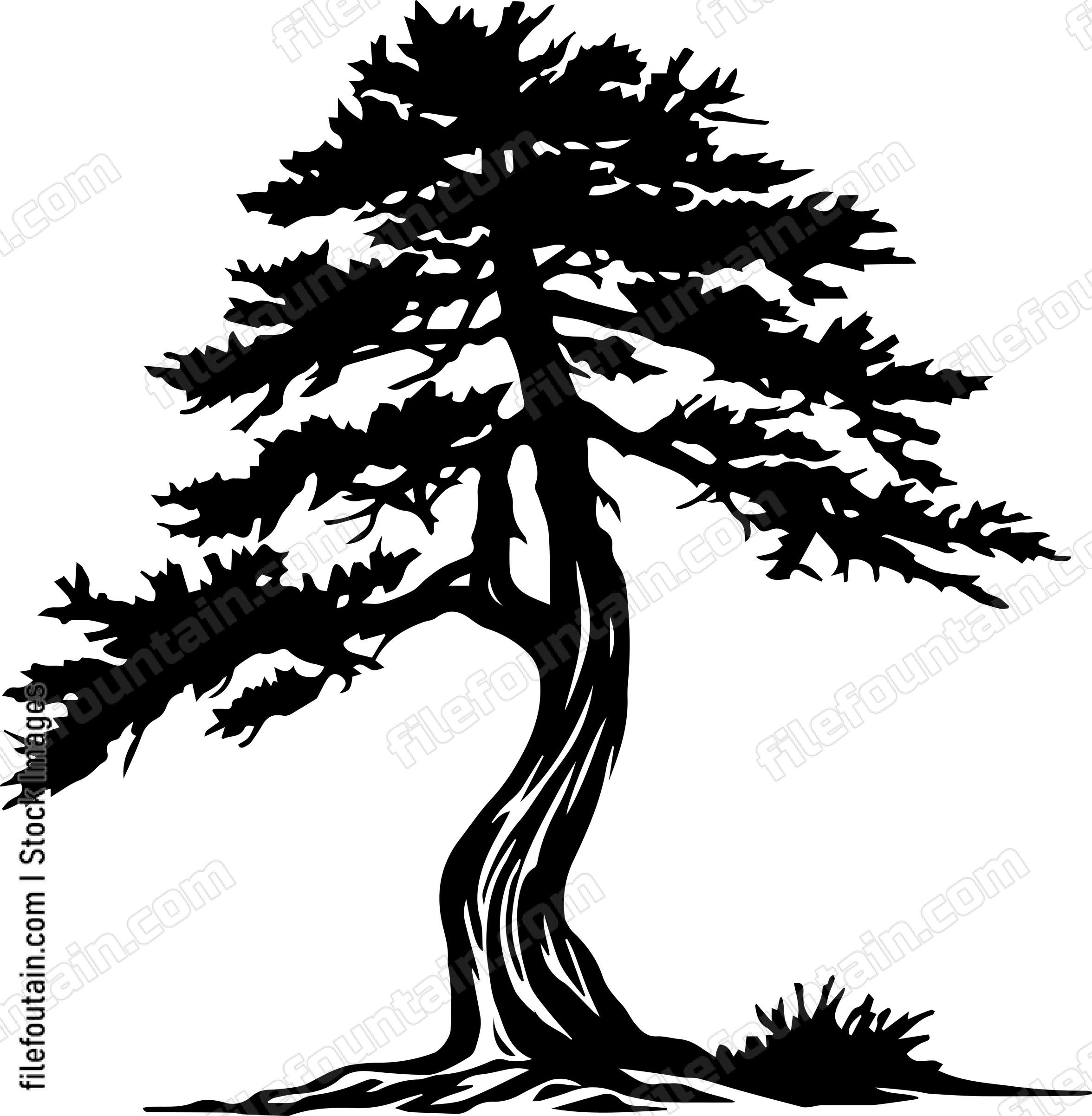 Cedar Tree
