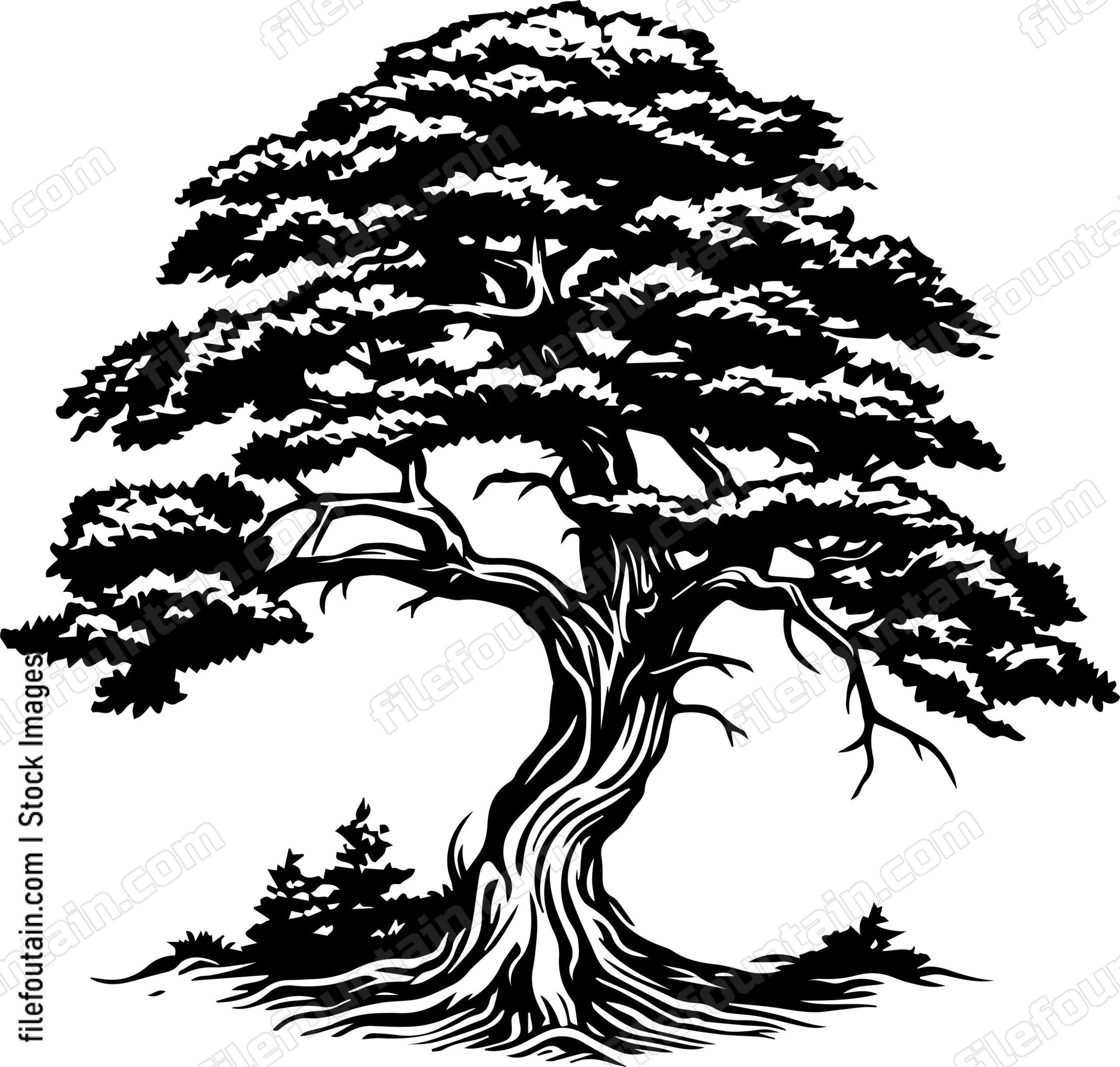 Cedar Tree
