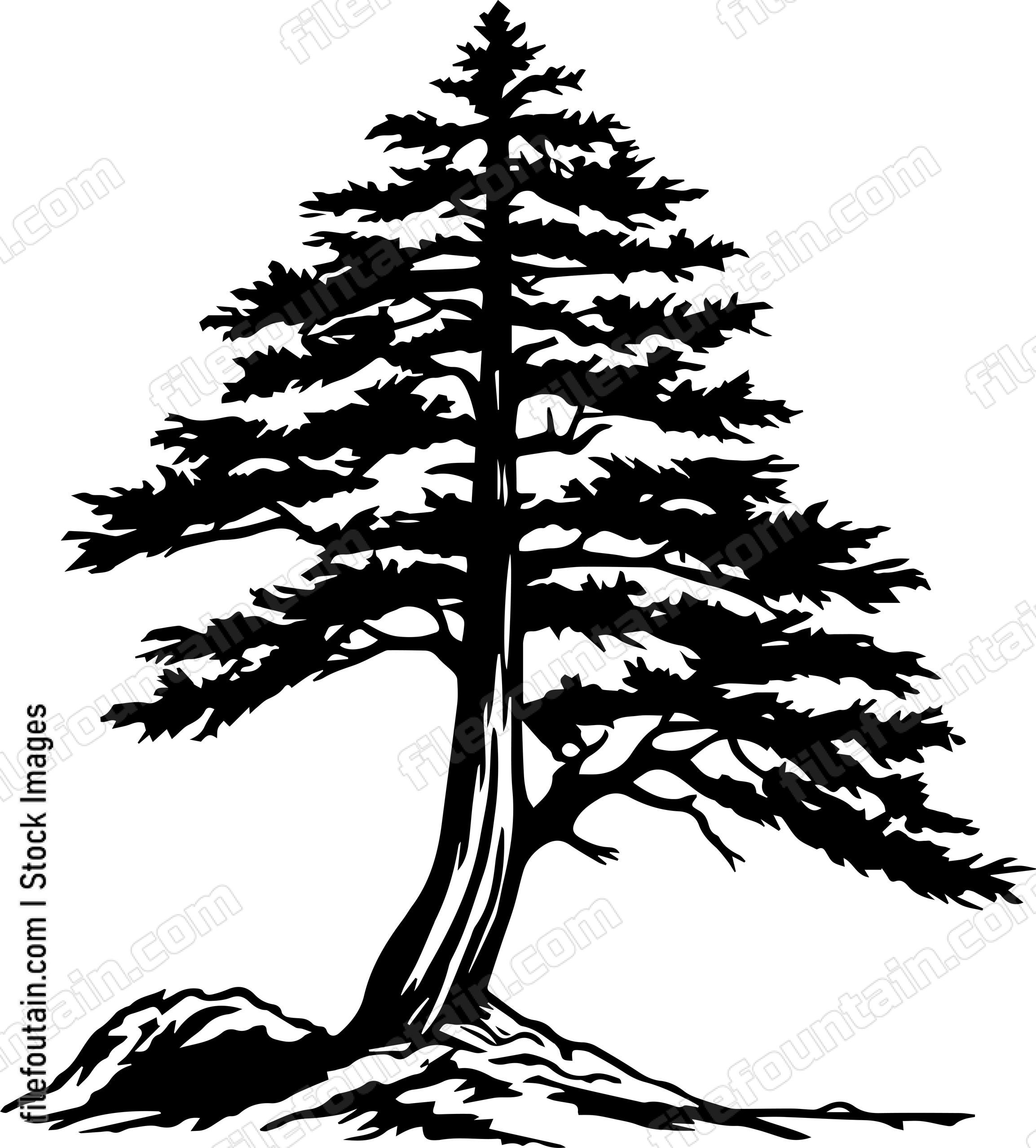 Cedar Tree