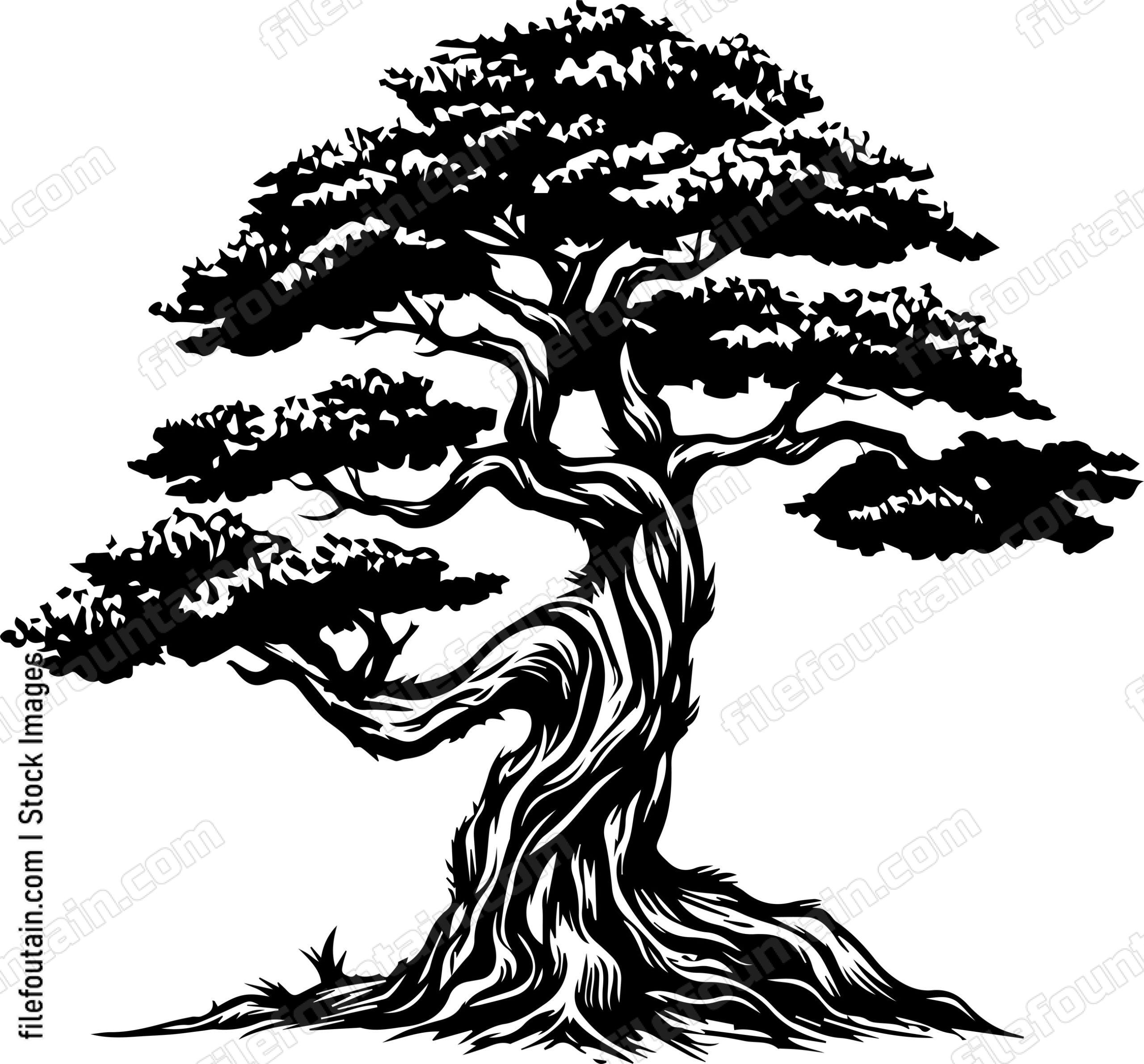 Cedar Tree