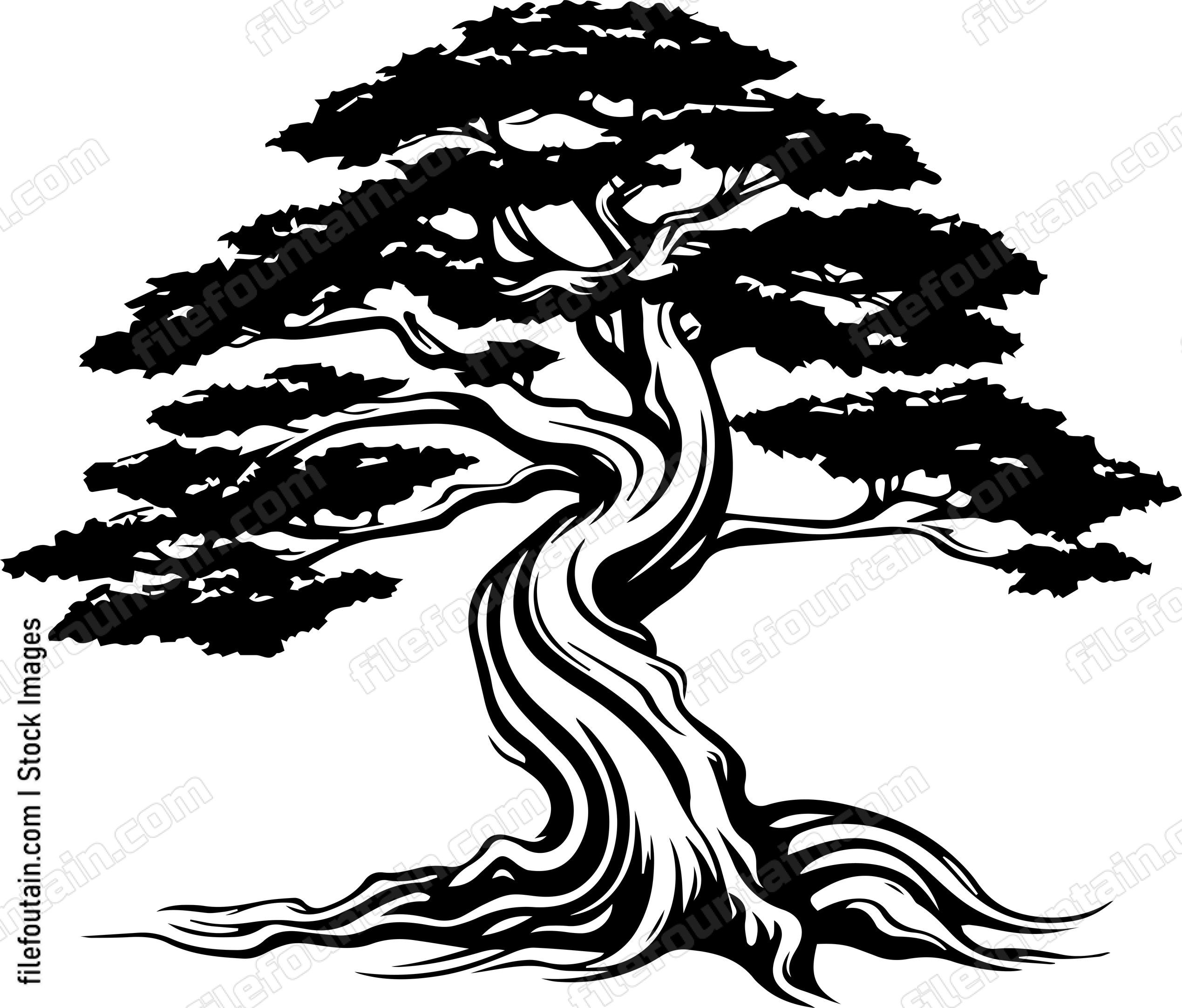 Cedar Tree