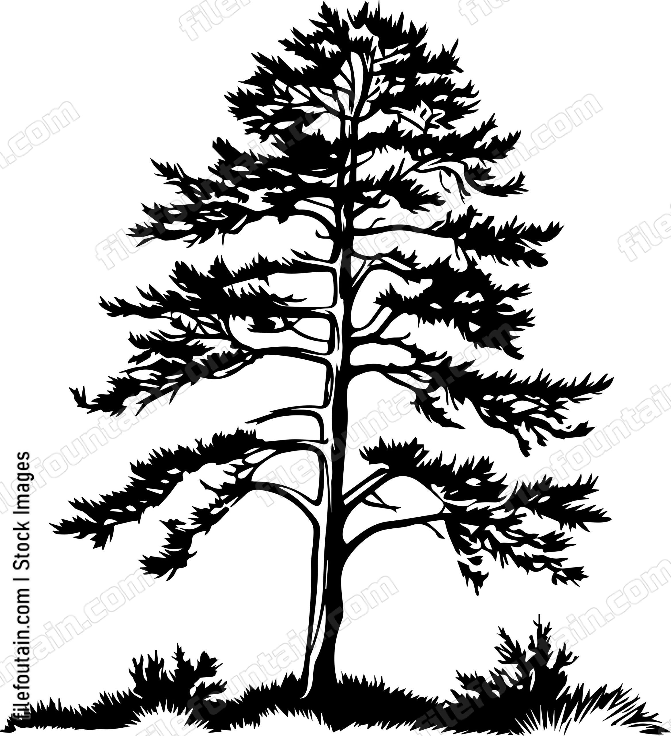 Cedar tree