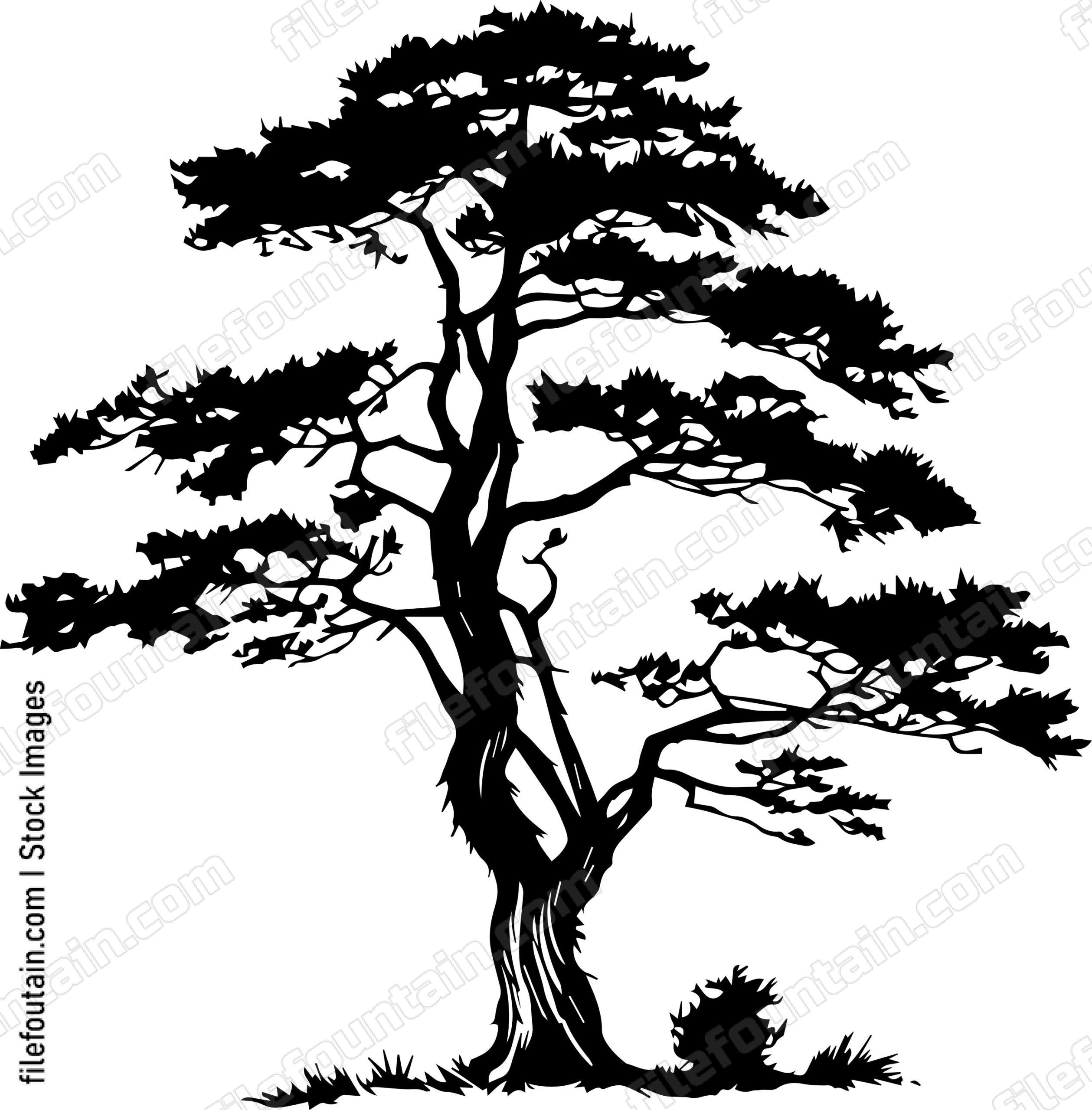 Cedar tree