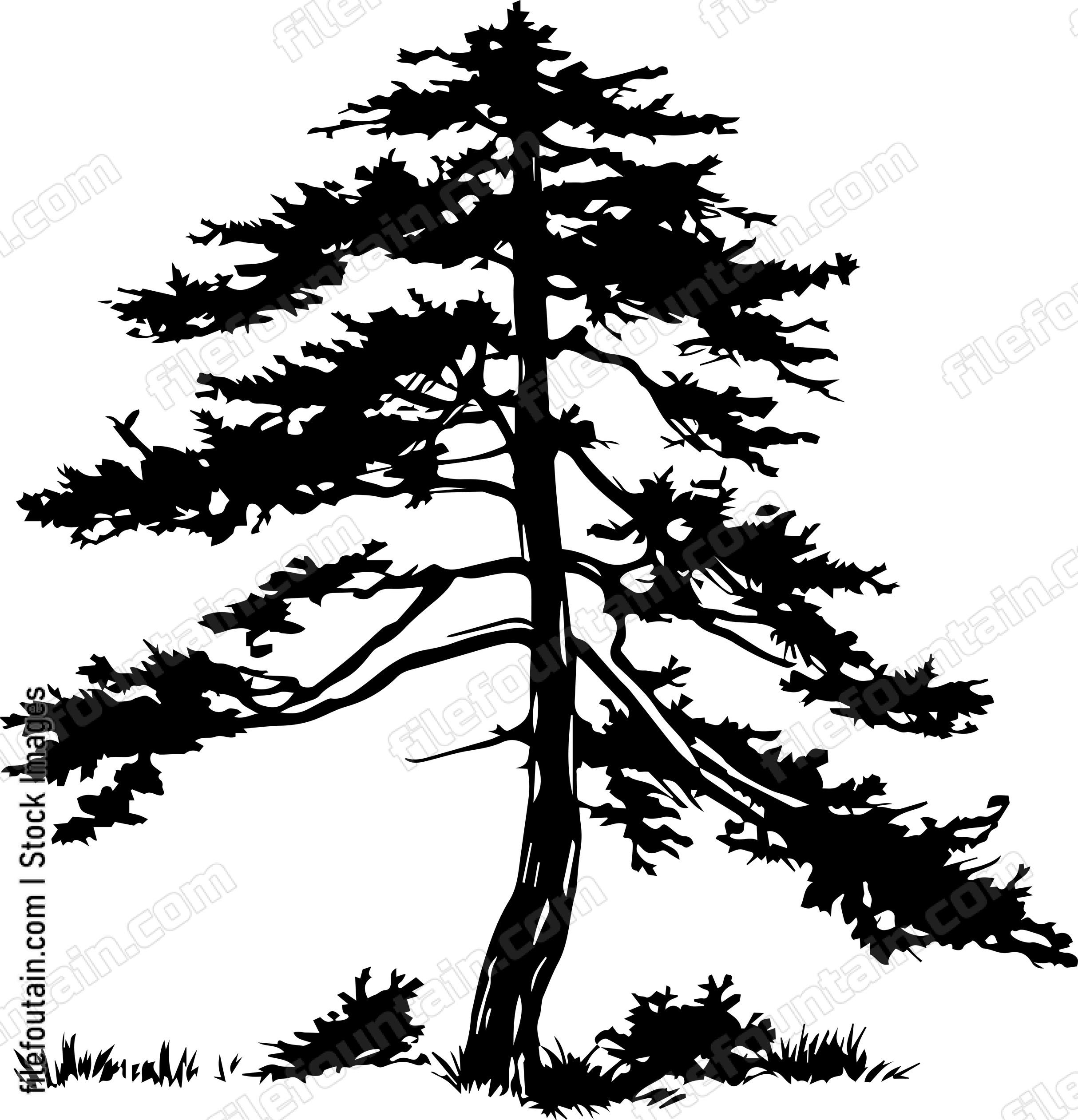 Cedar tree