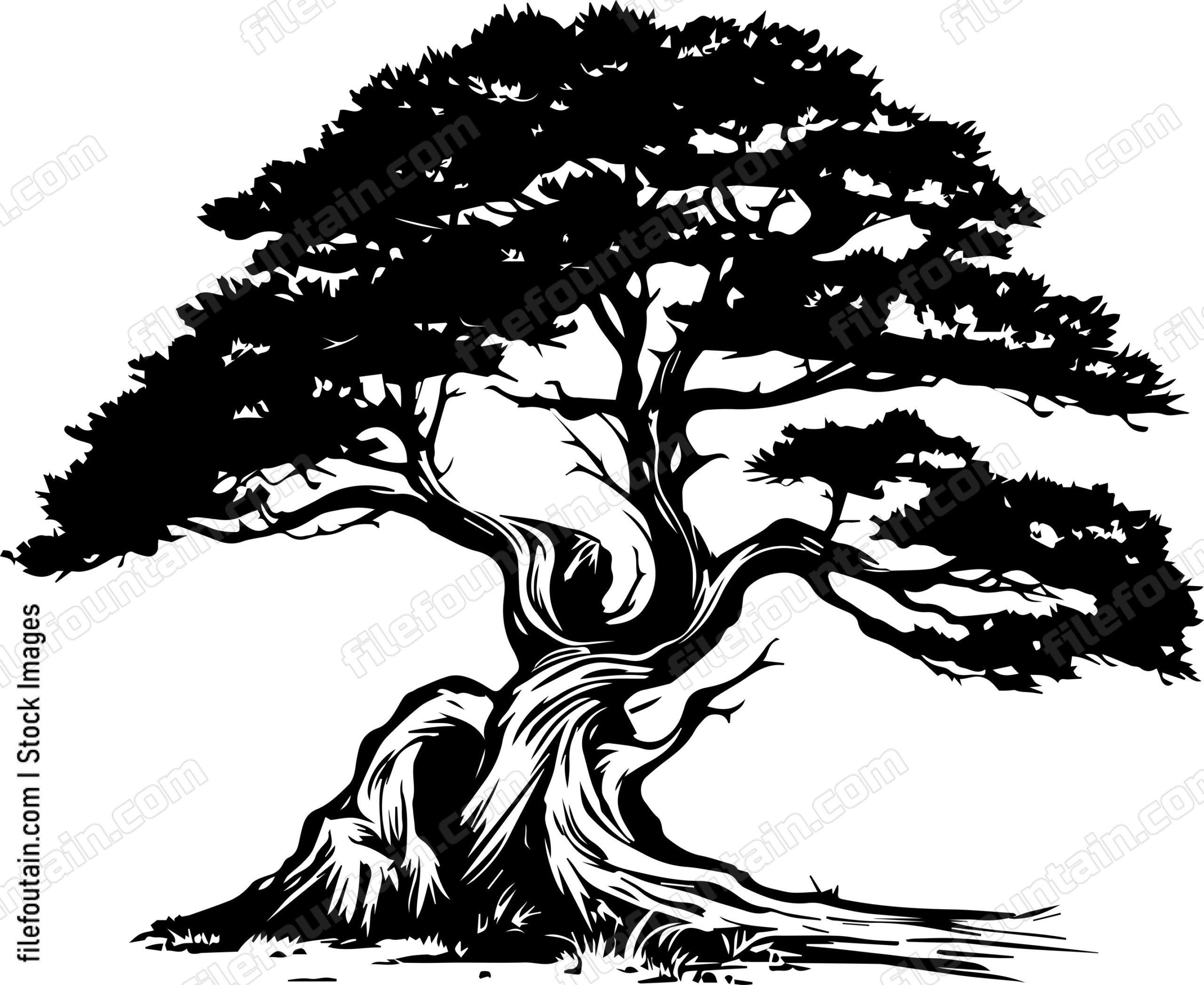 Cedar Tree