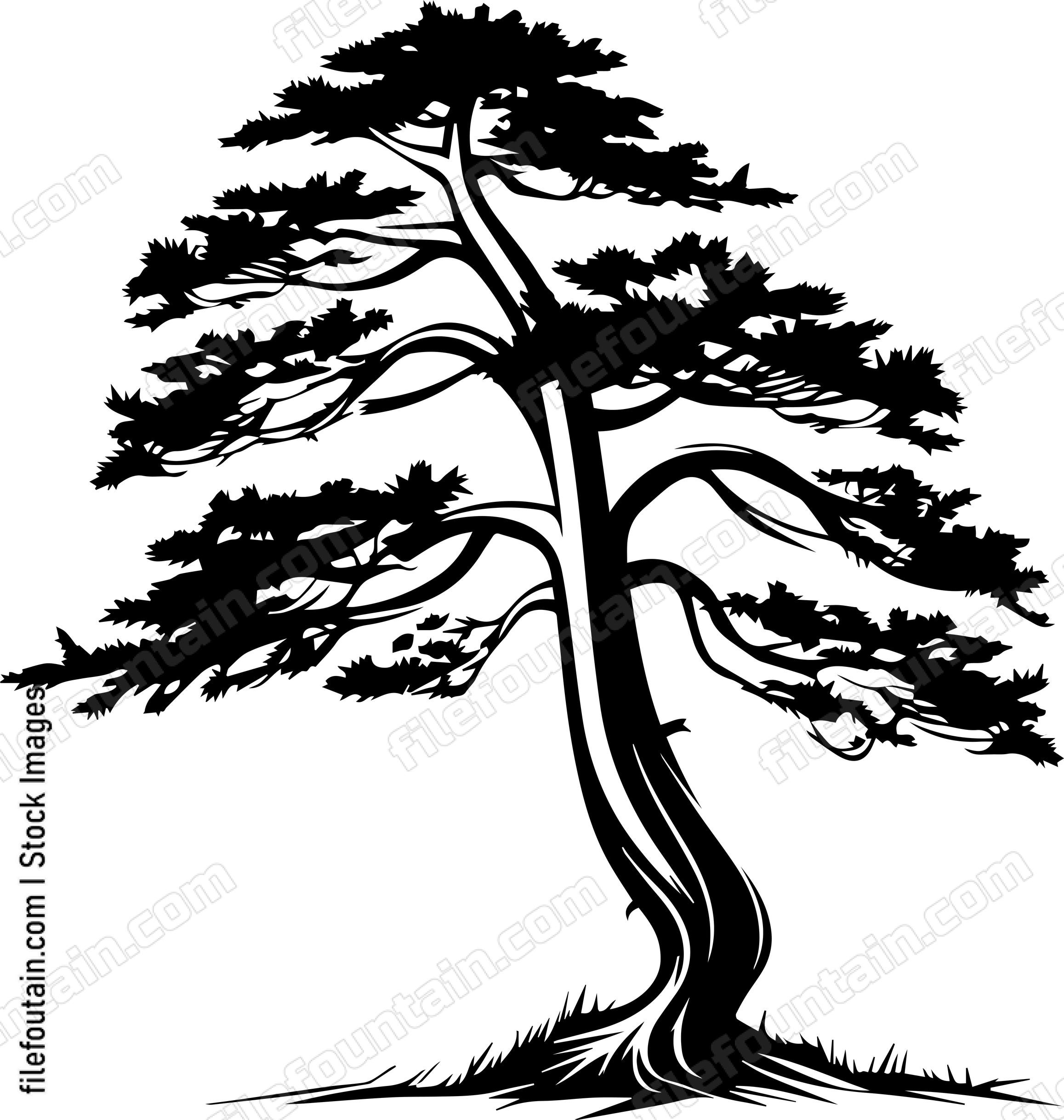 Cedar tree