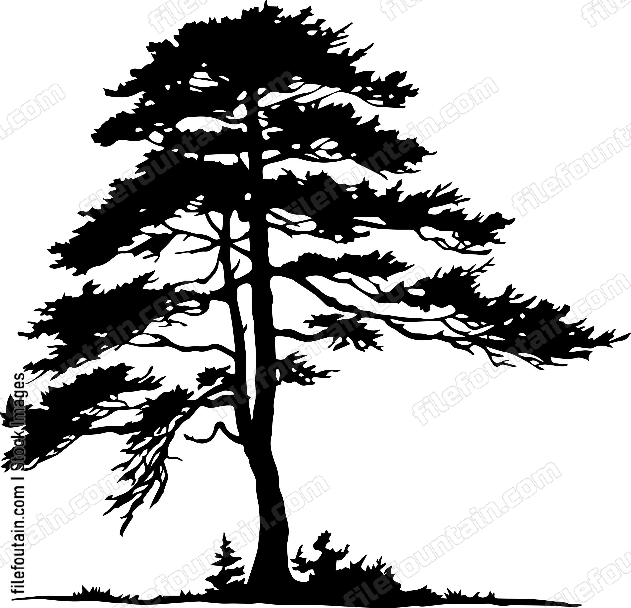Cedar tree
