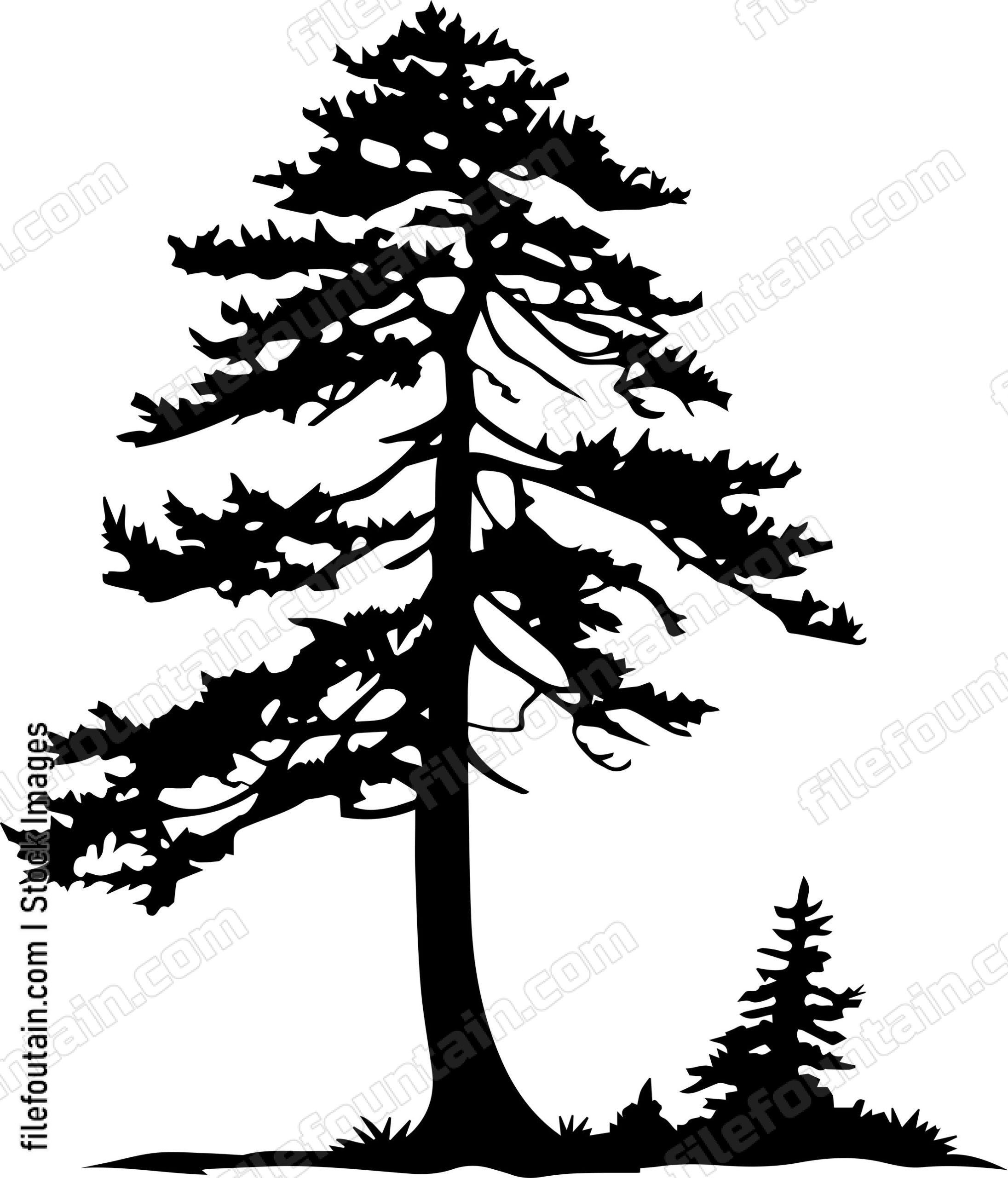 Cedar tree