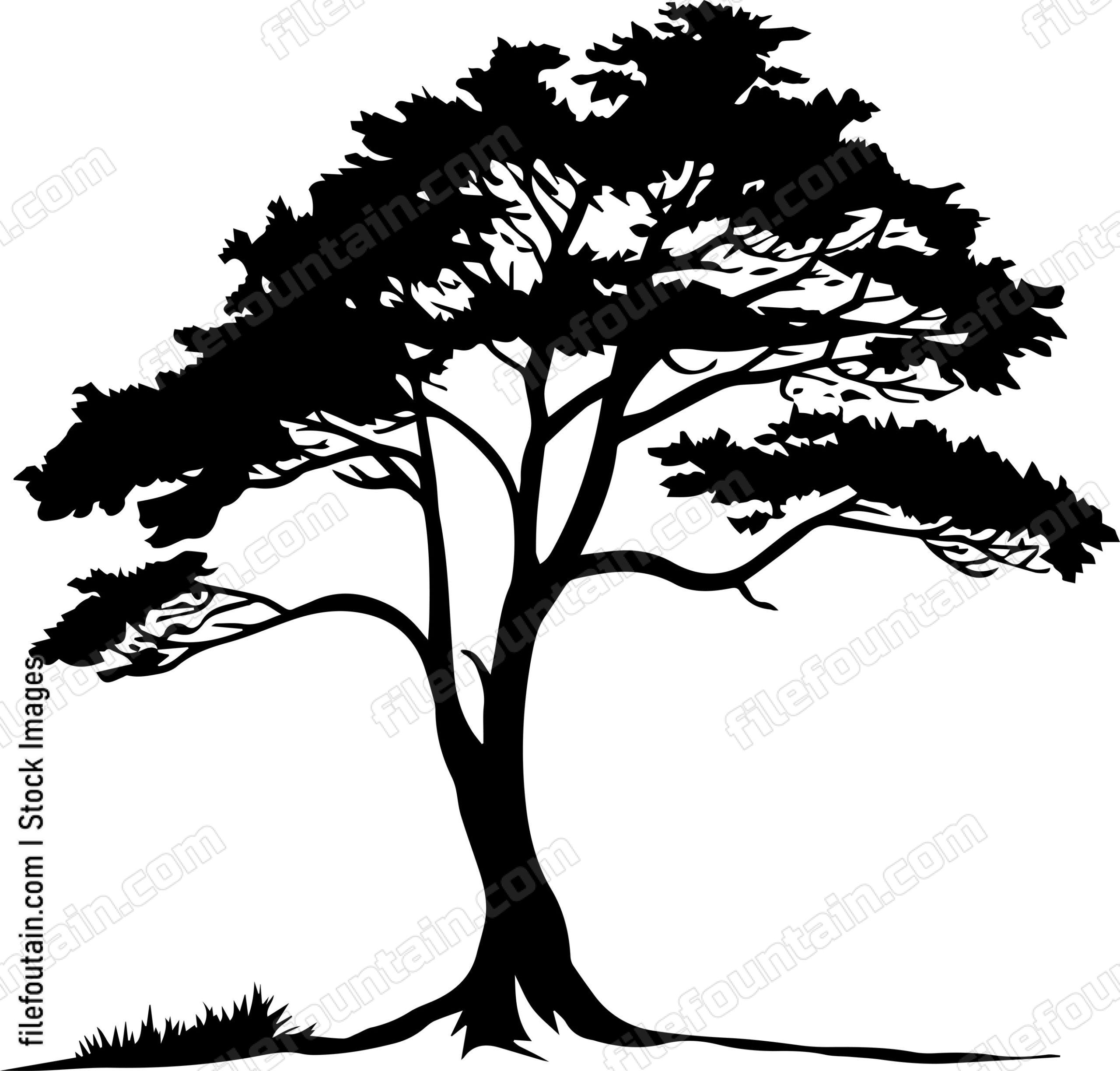 Cedar tree