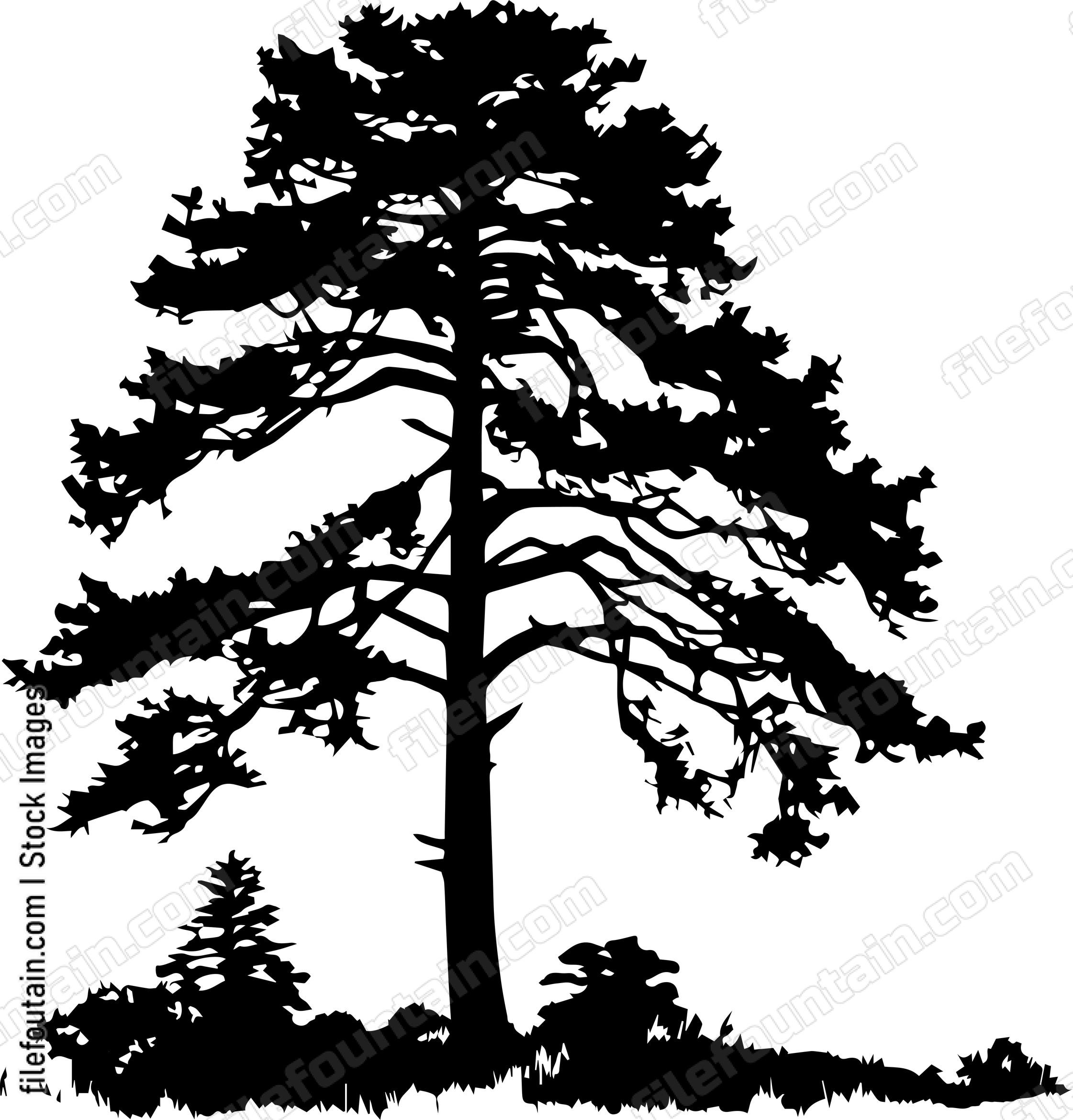 Cedar tree