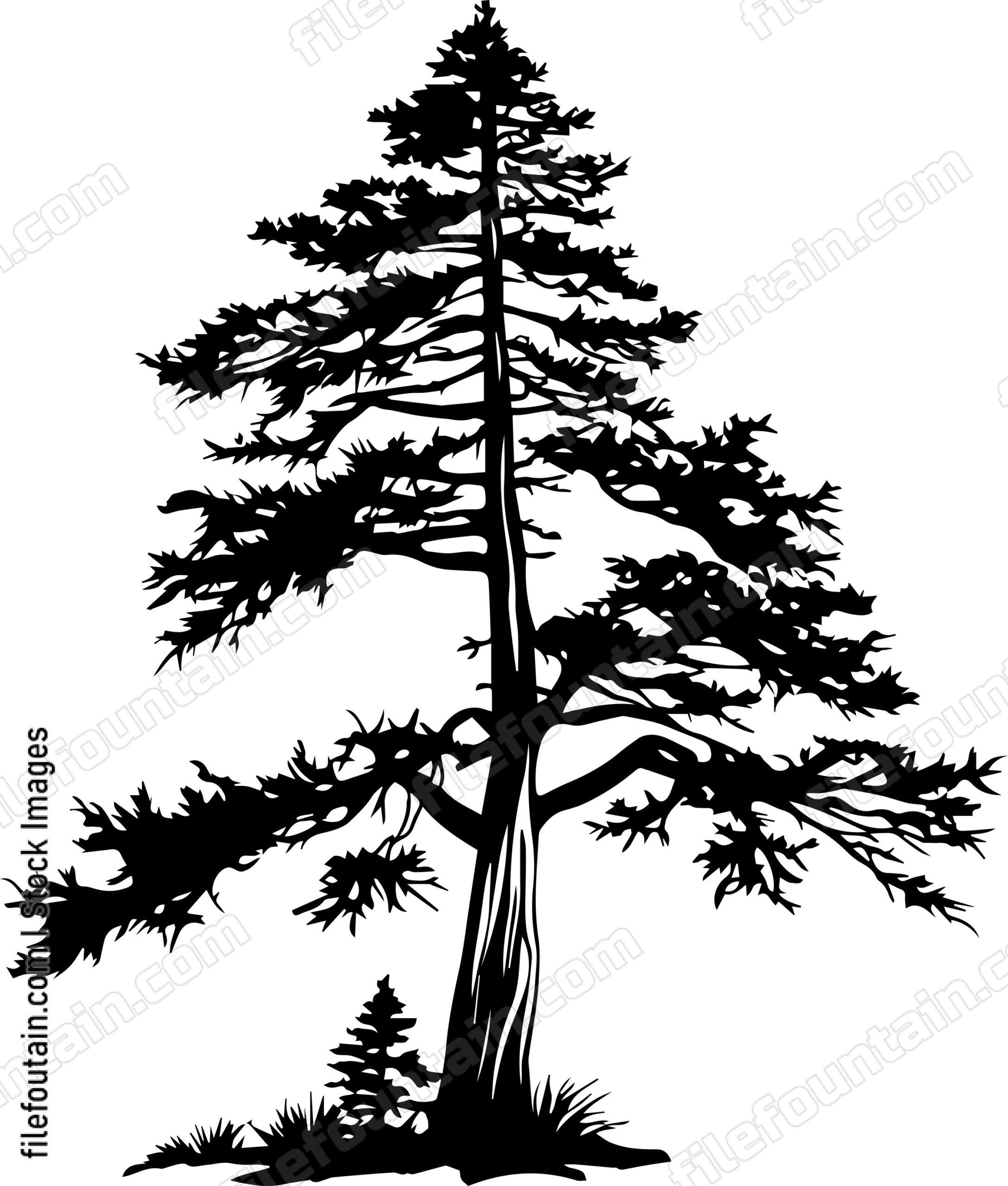 Cedar tree