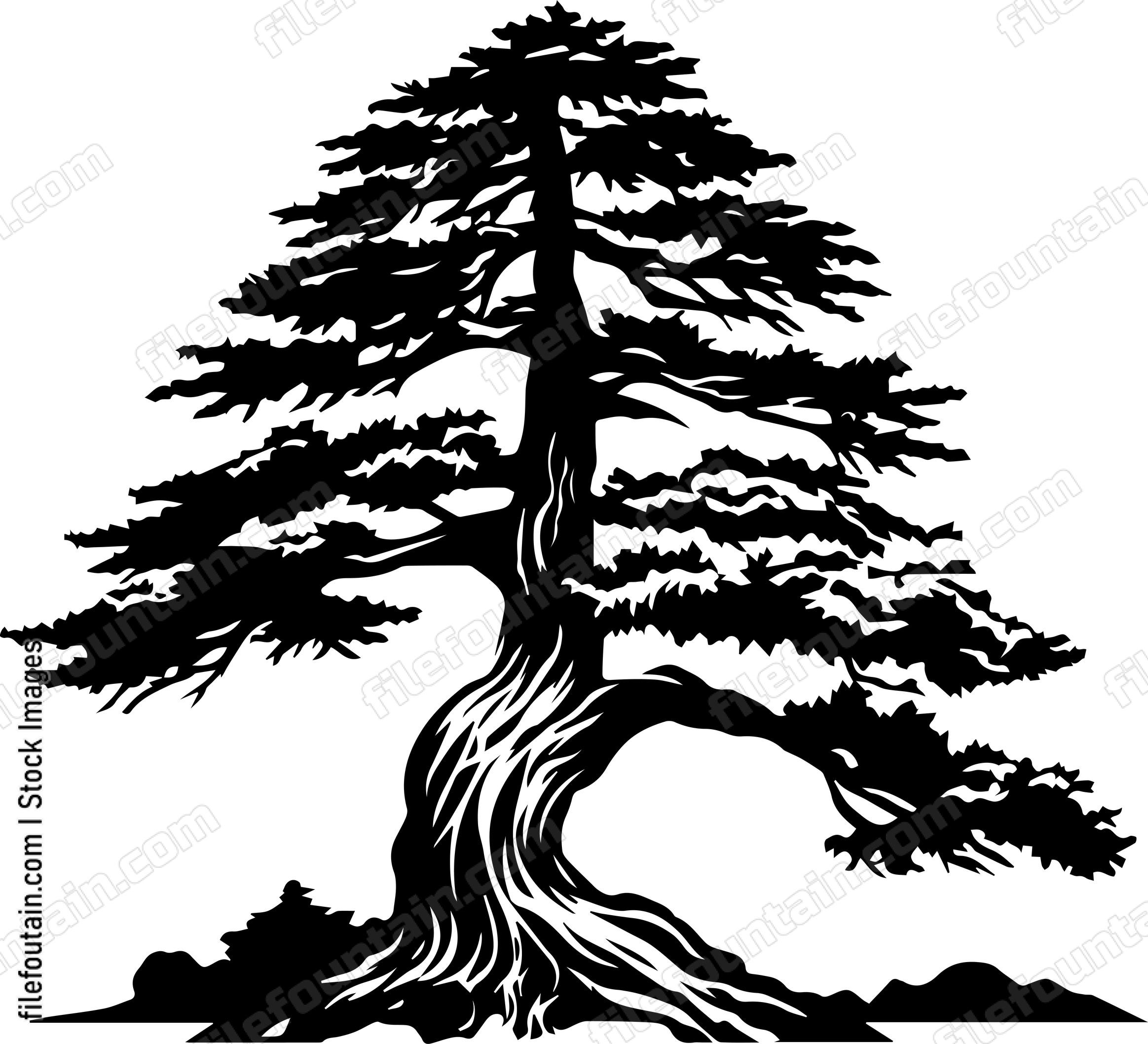 Cedar Tree