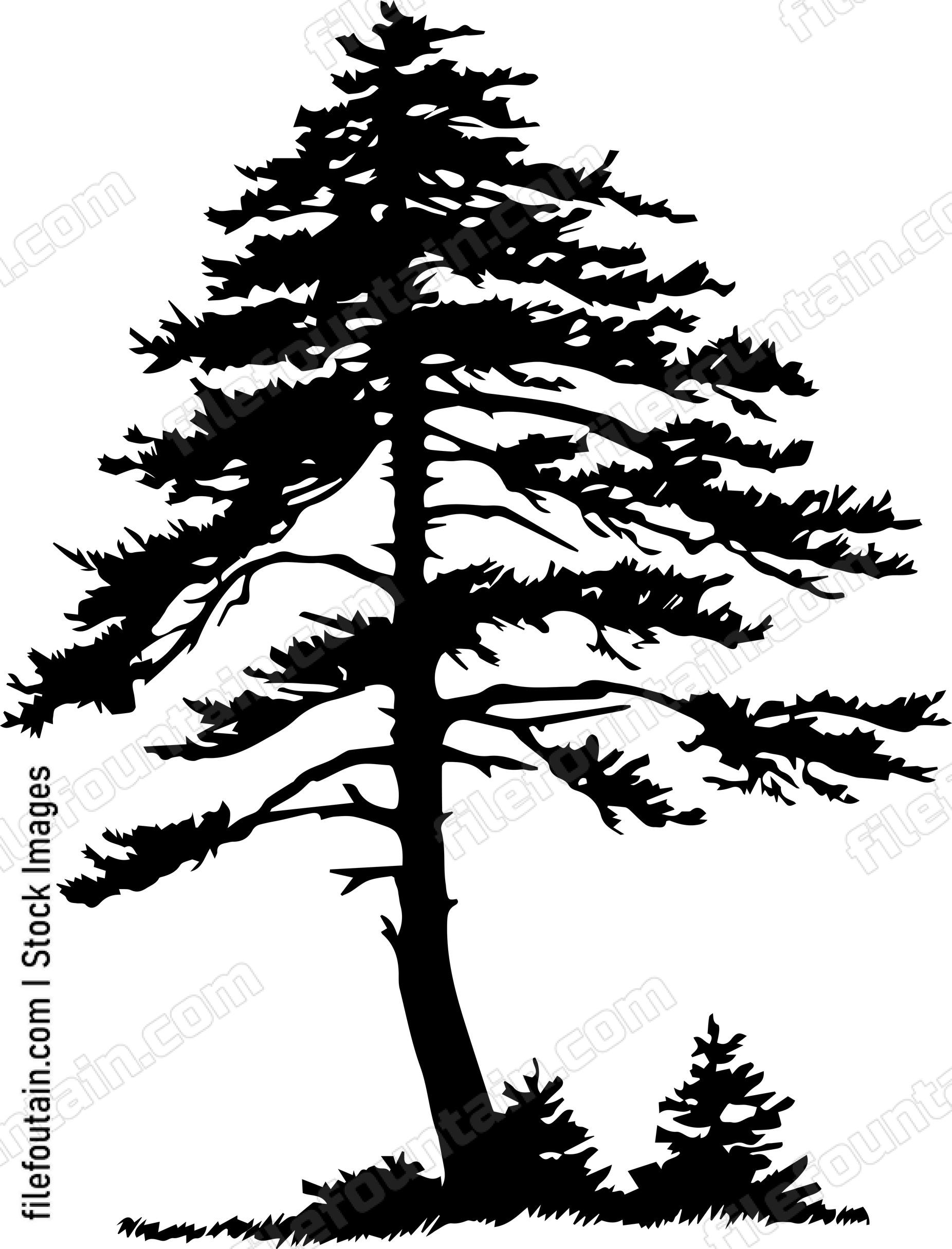 Cedar tree
