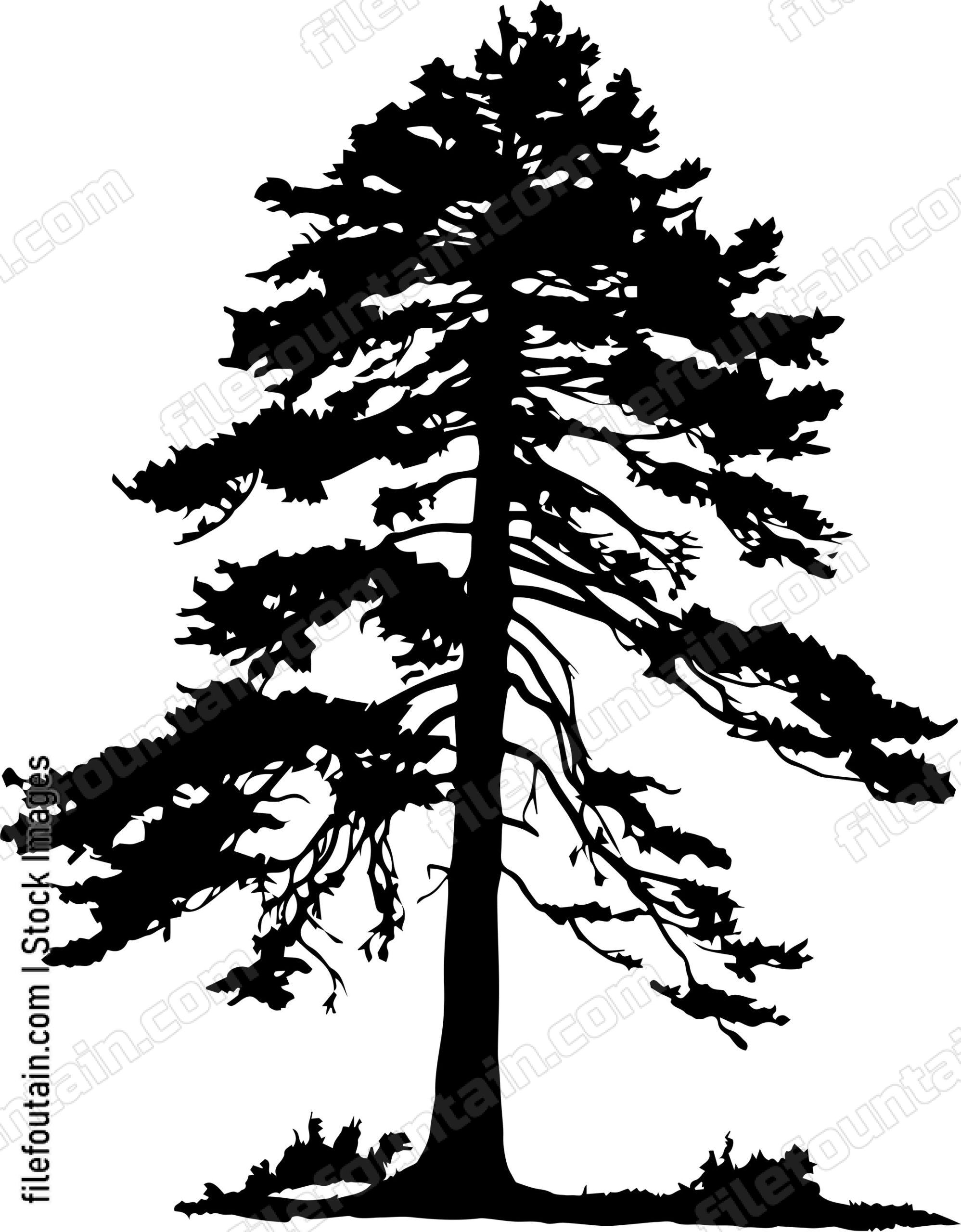 Cedar tree