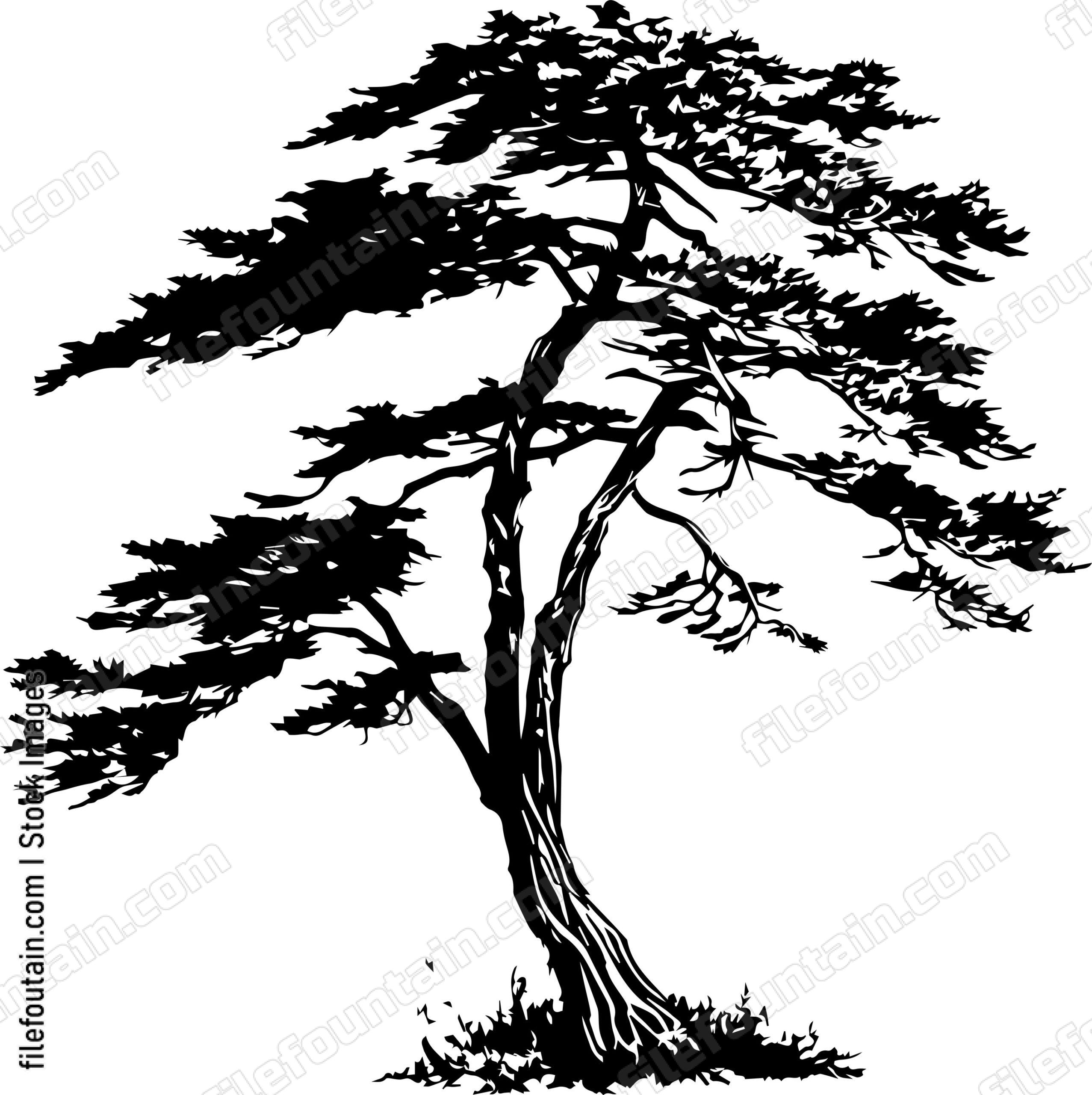 Cedar tree