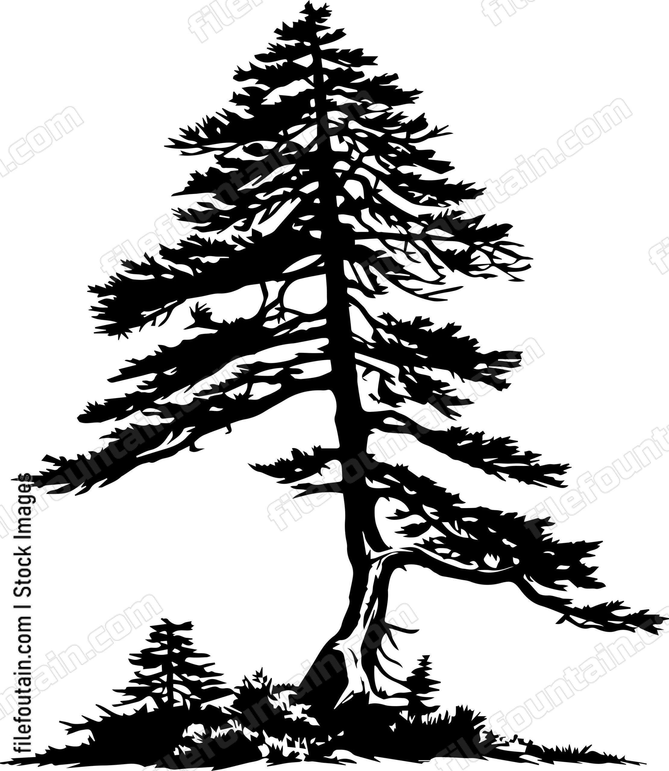 Cedar tree