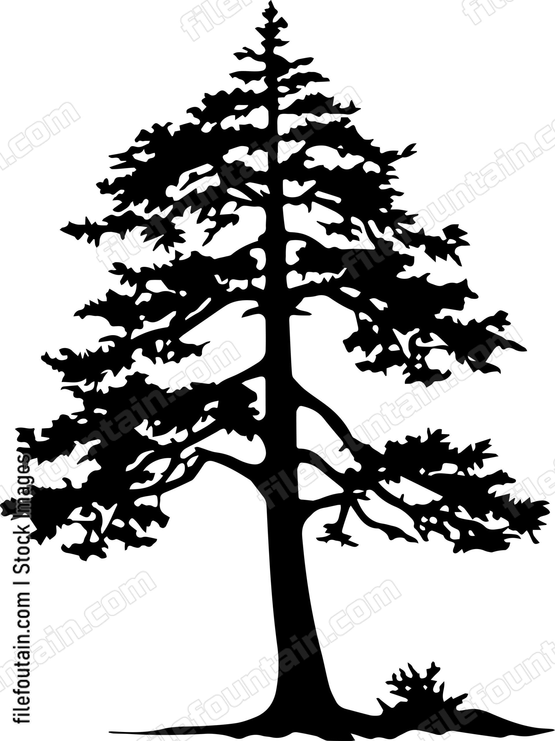 Cedar tree