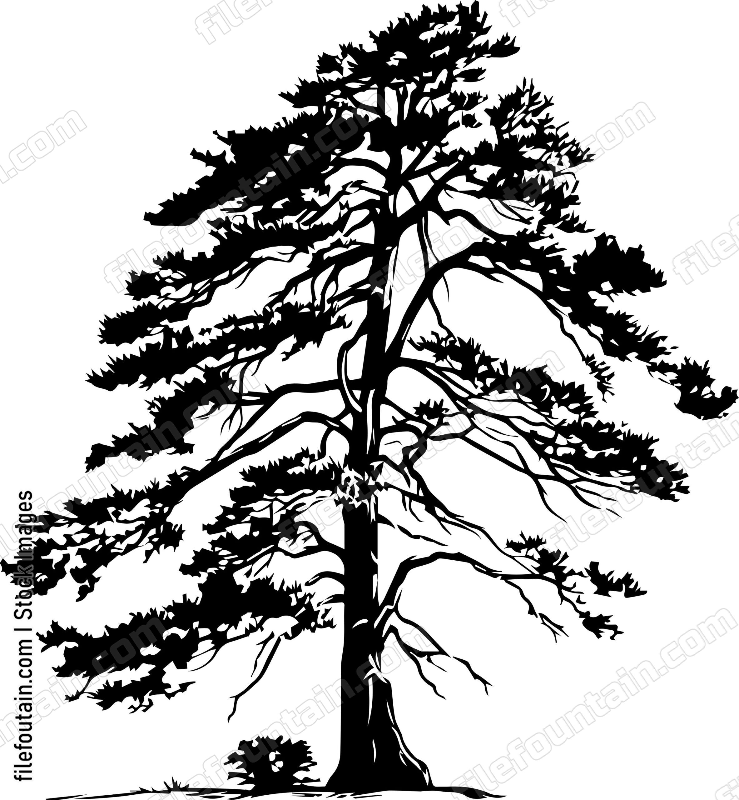 Cedar tree