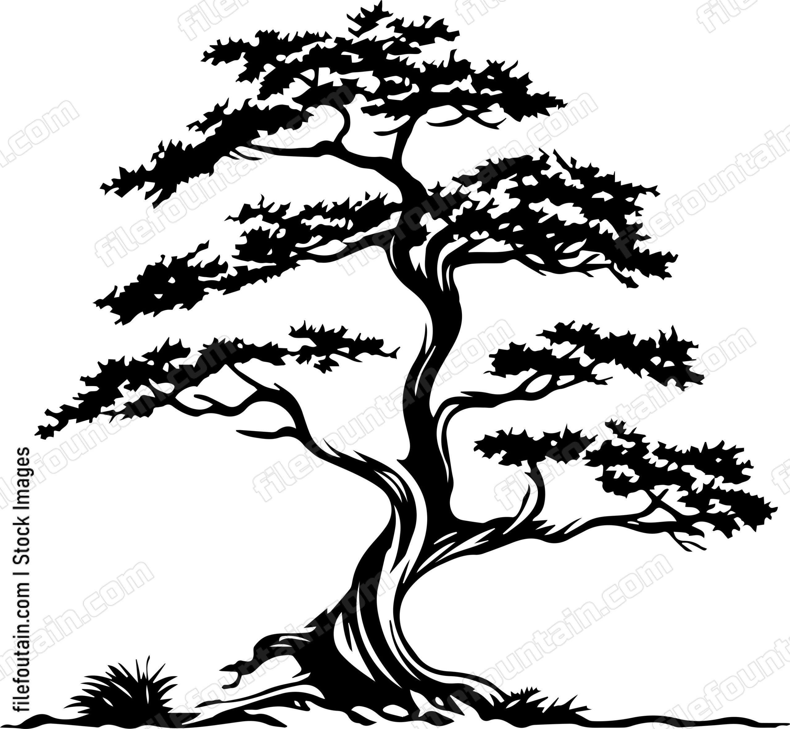 Cedar tree