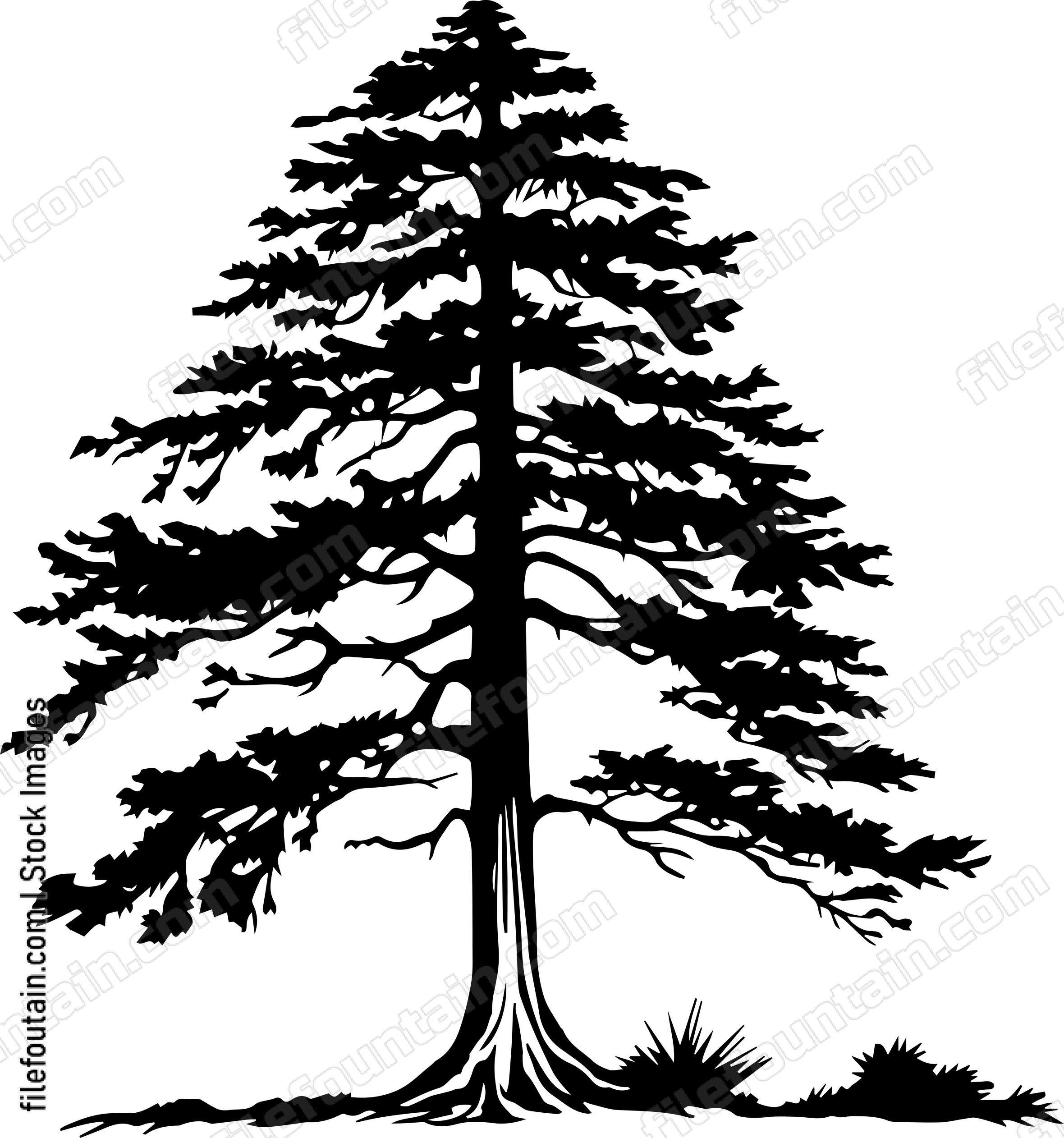 Cedar tree