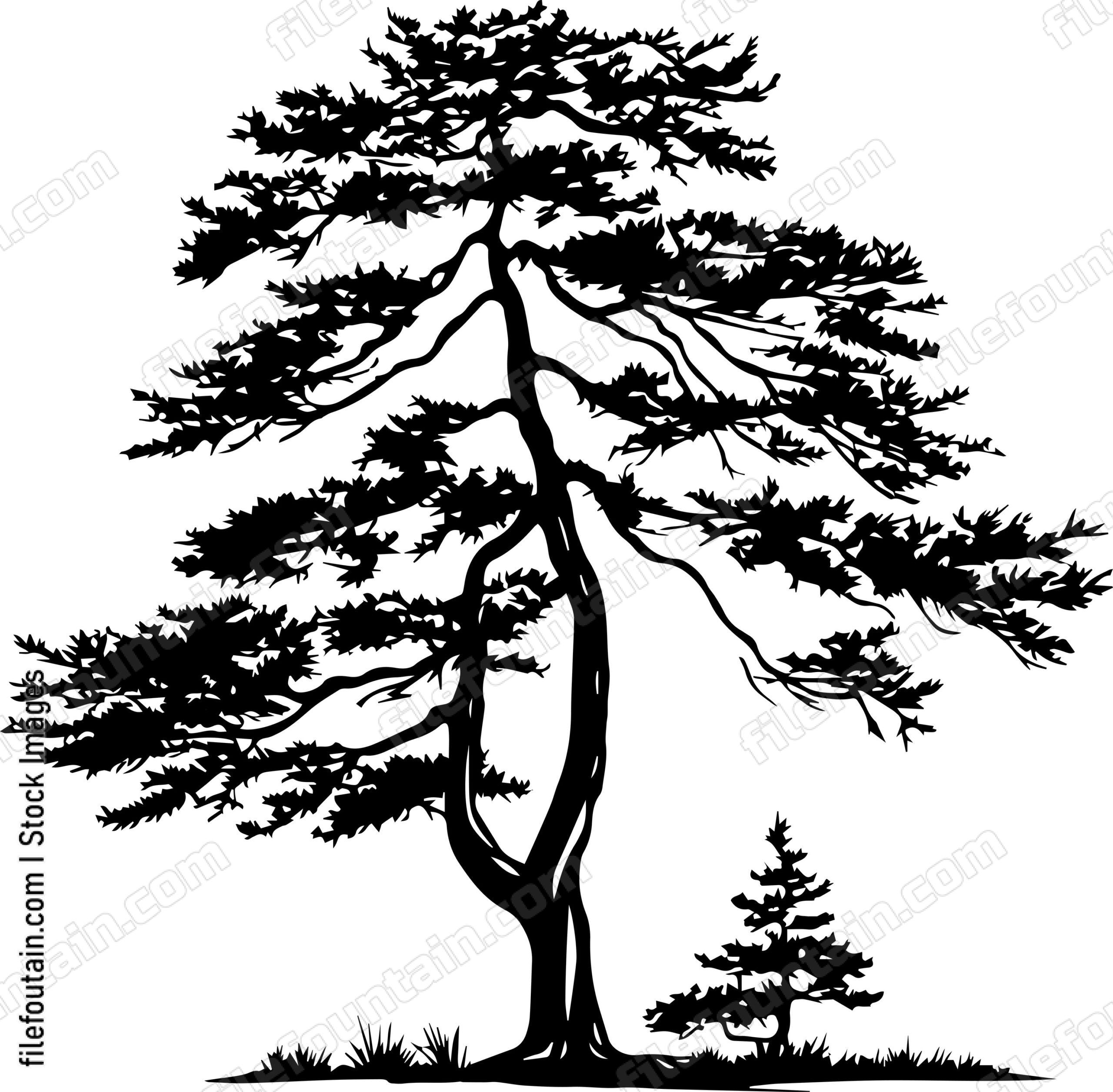 Cedar tree