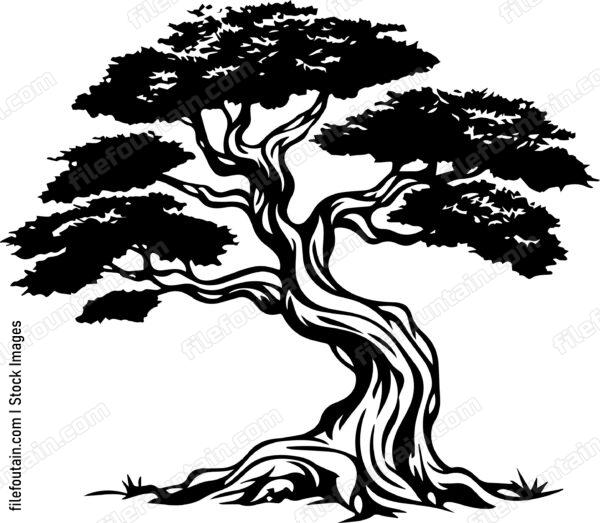 Cedar Tree
