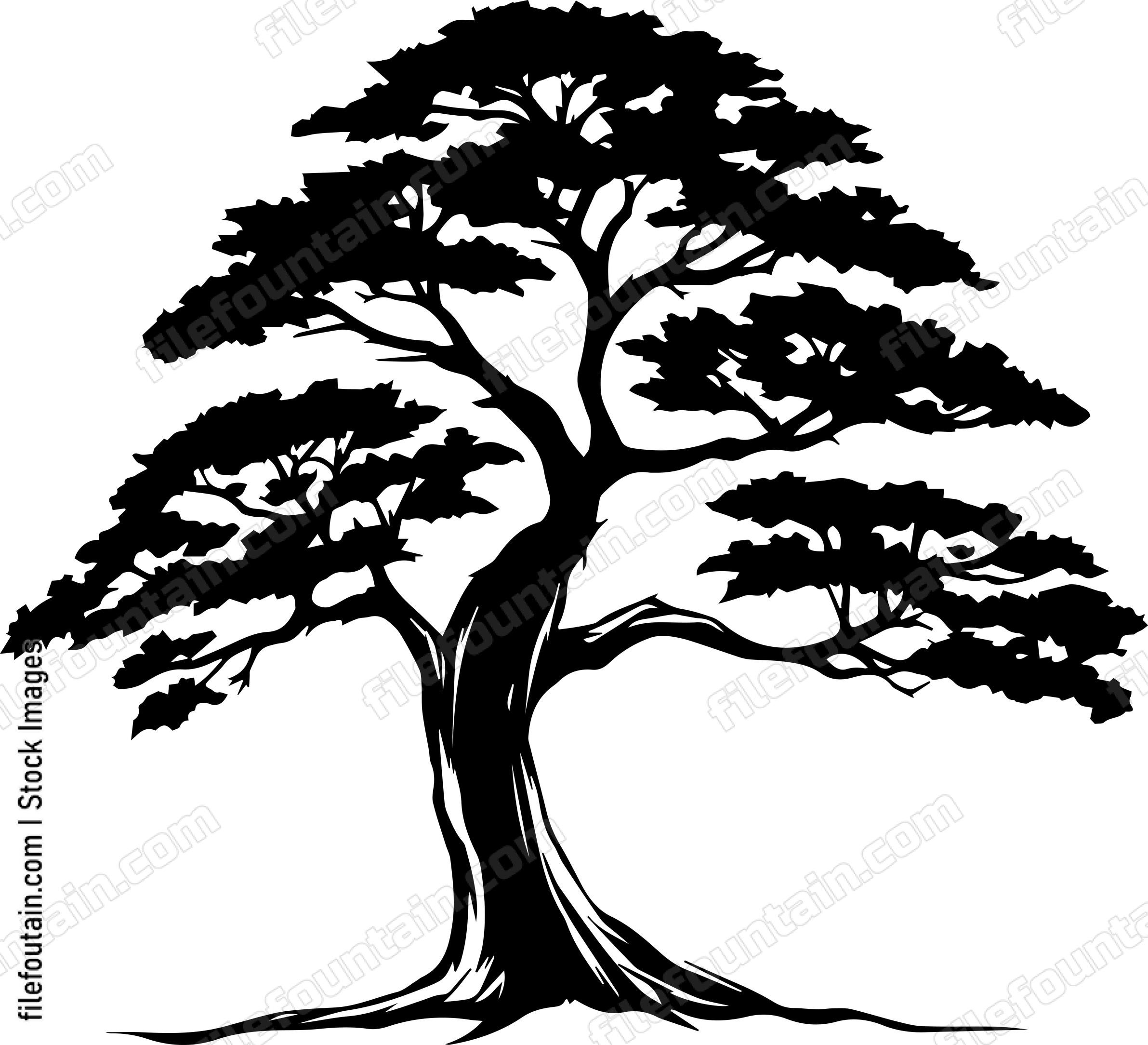 Cedar Tree