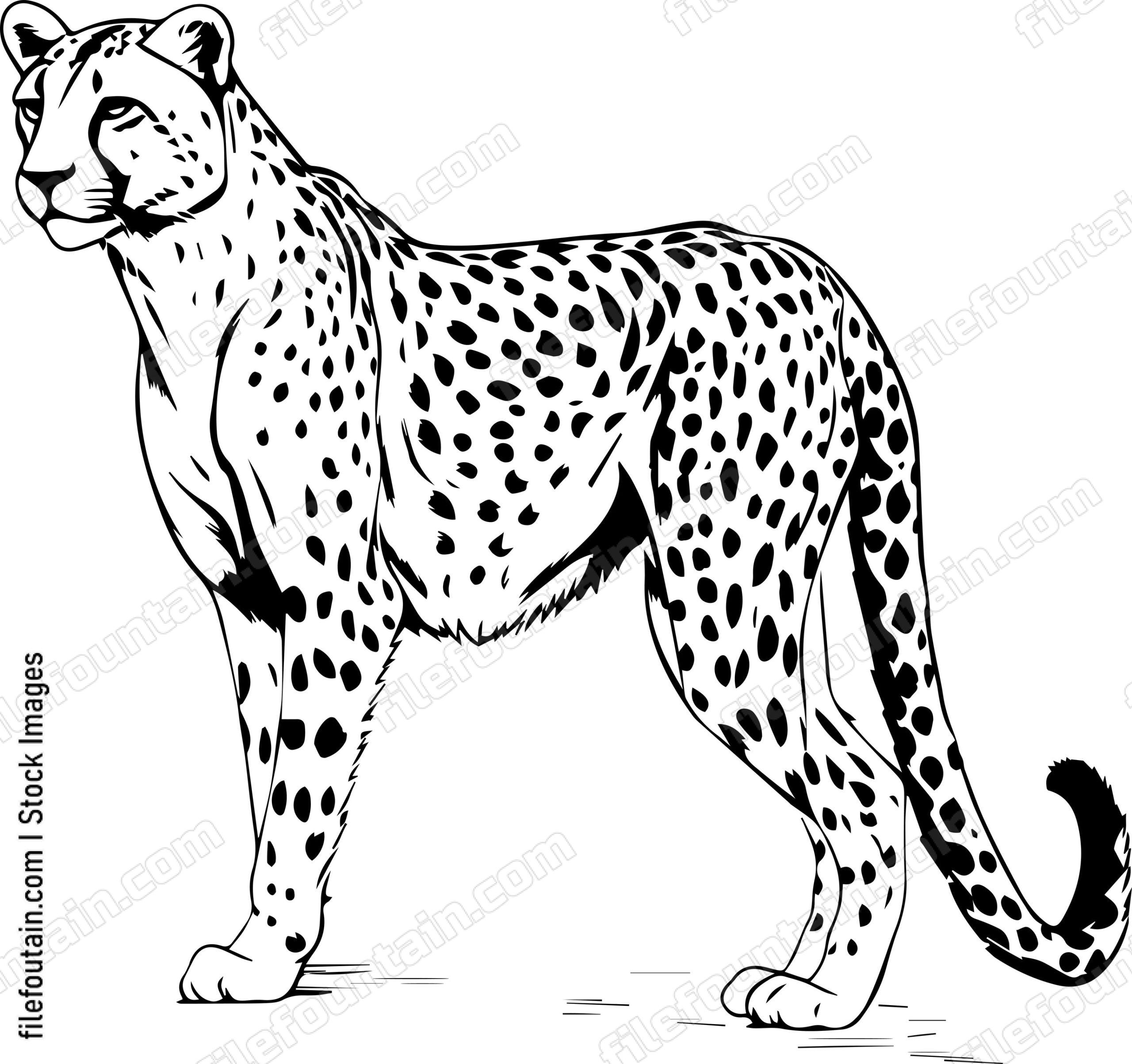 Cheetah