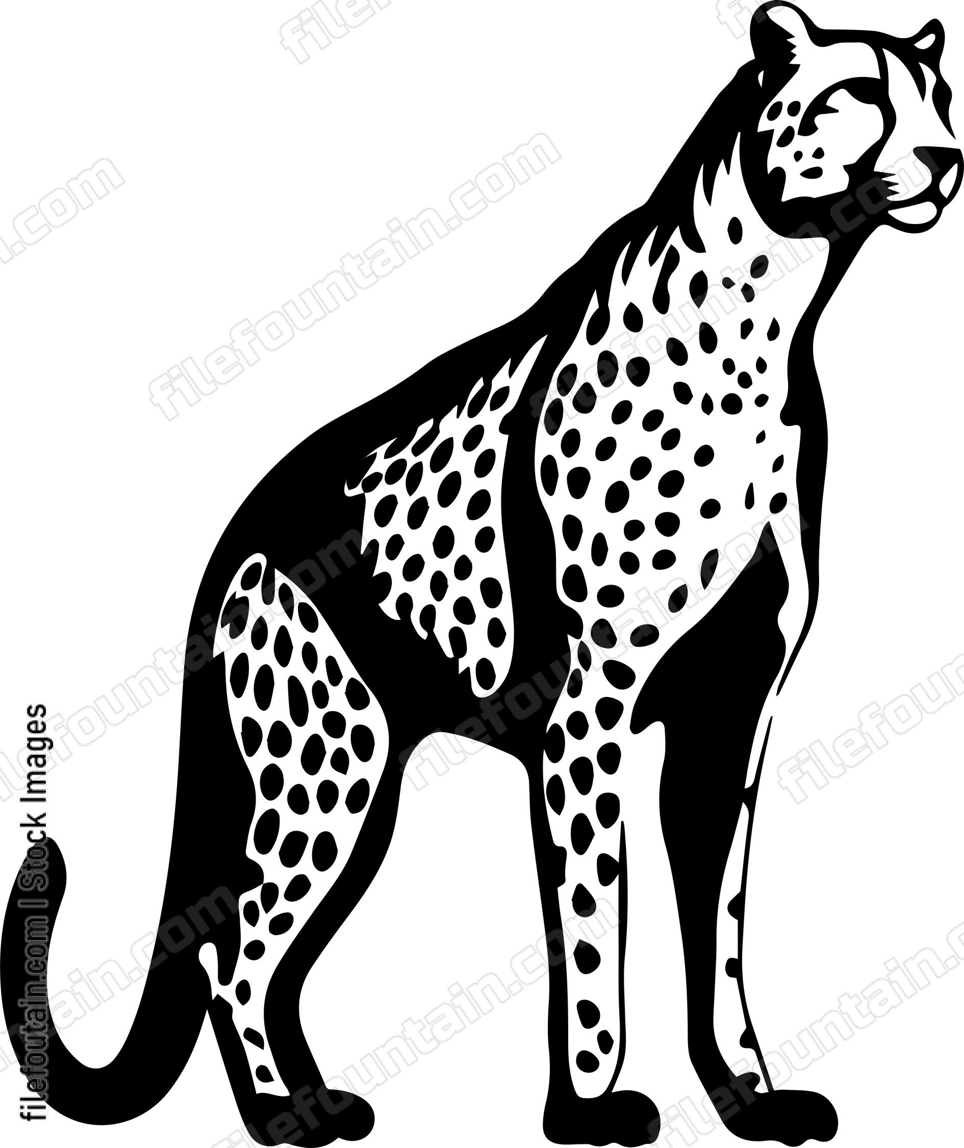 Cheetah