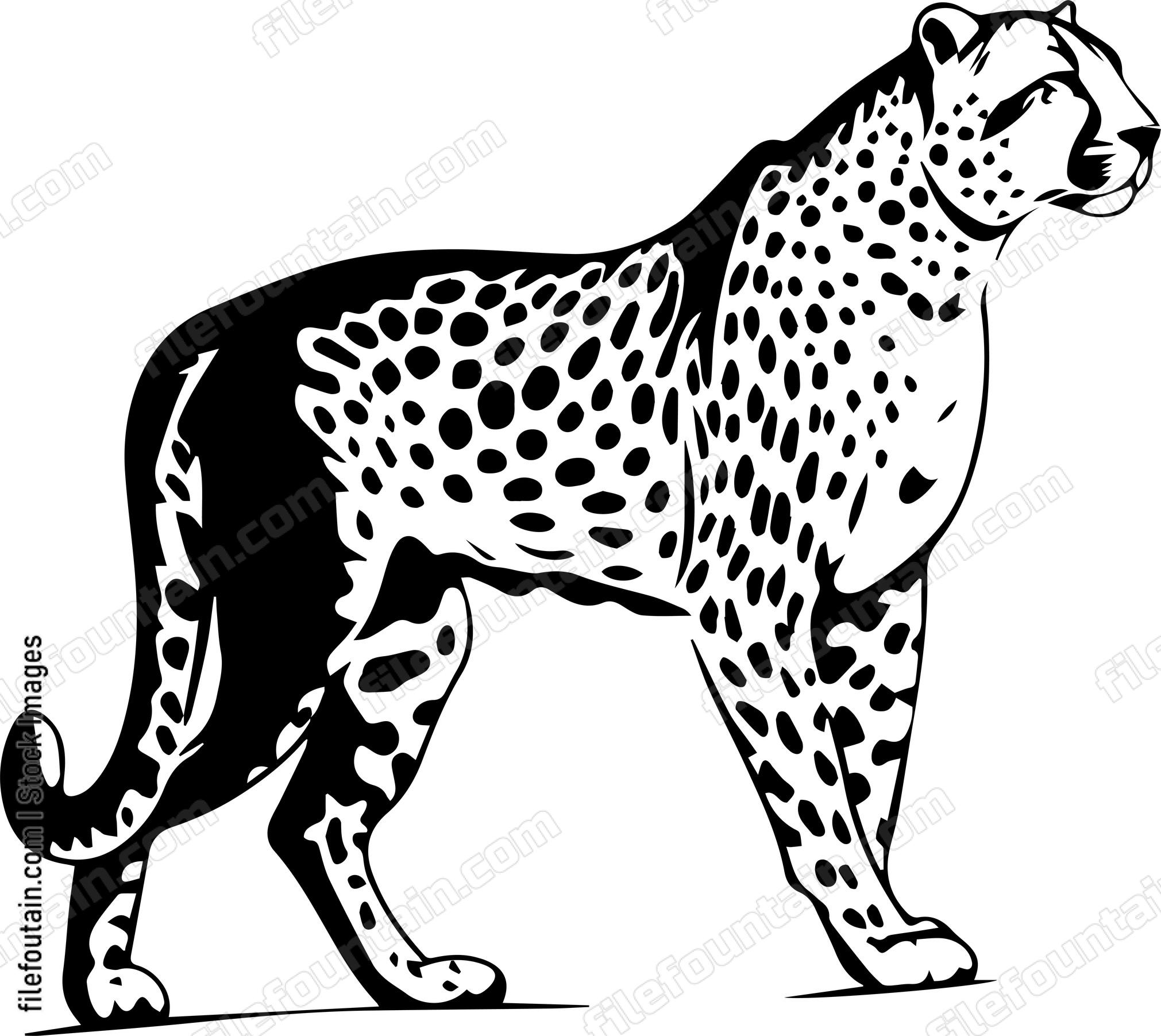Cheetah