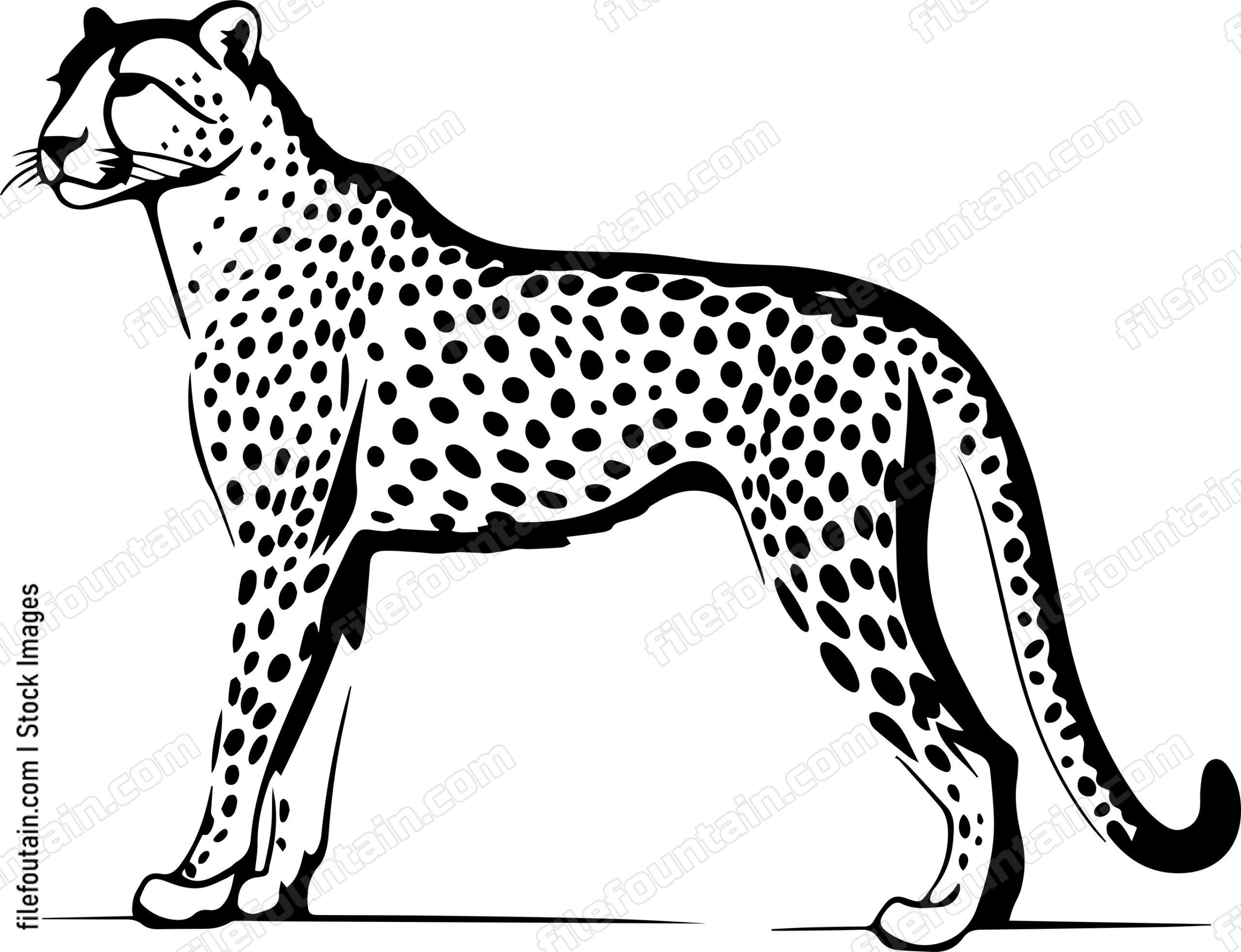 Cheetah