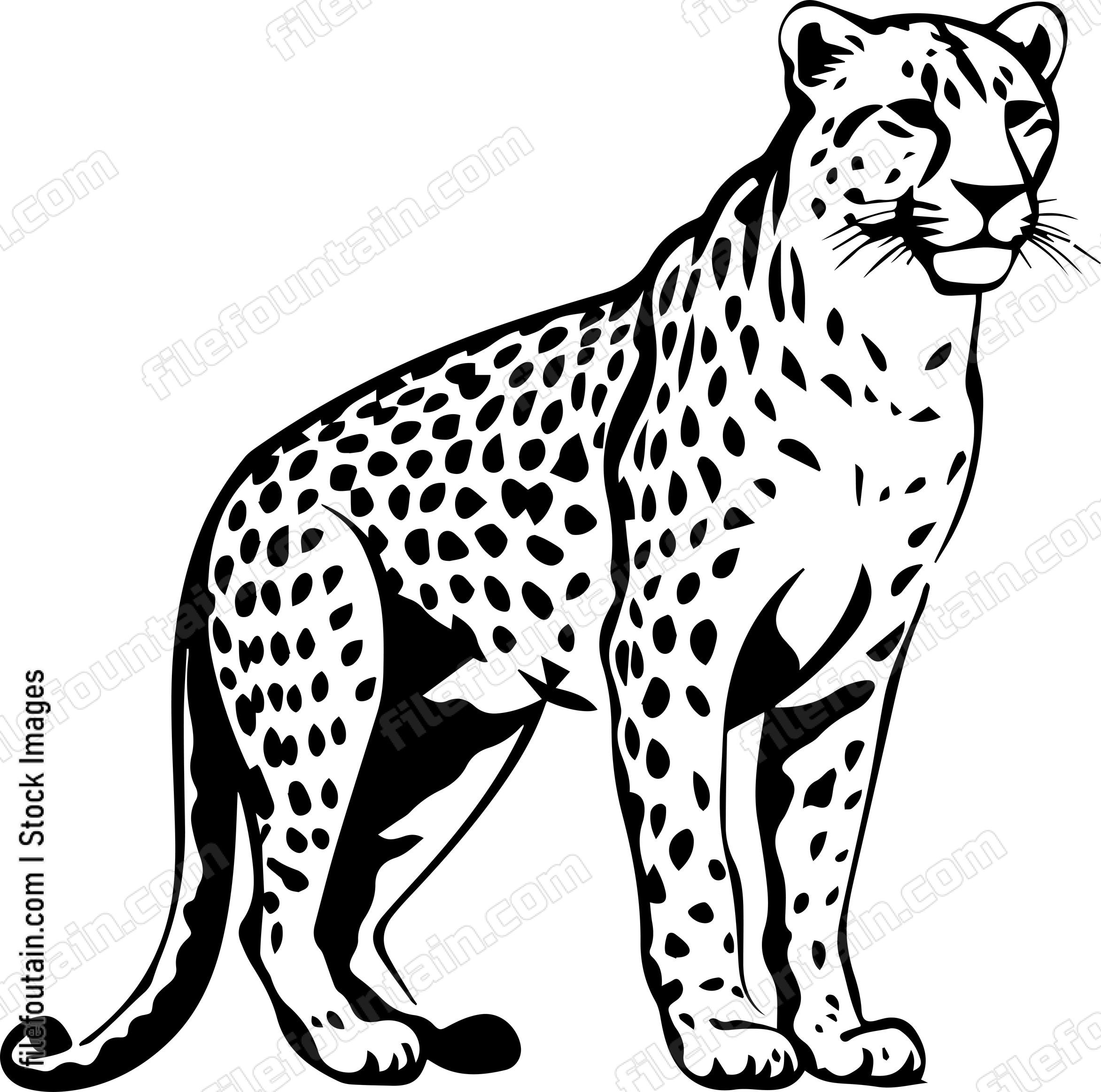 Cheetah