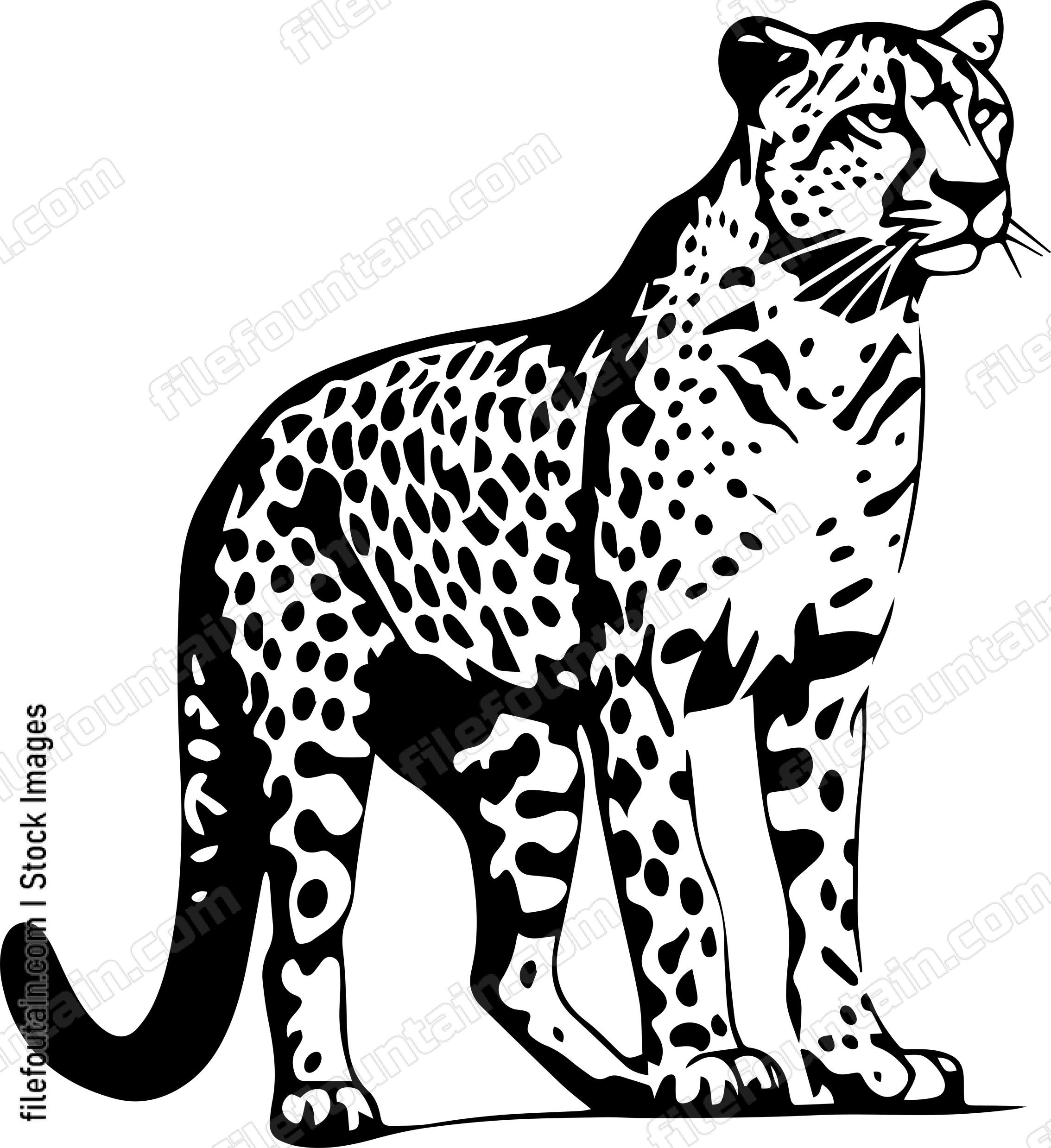 Cheetah