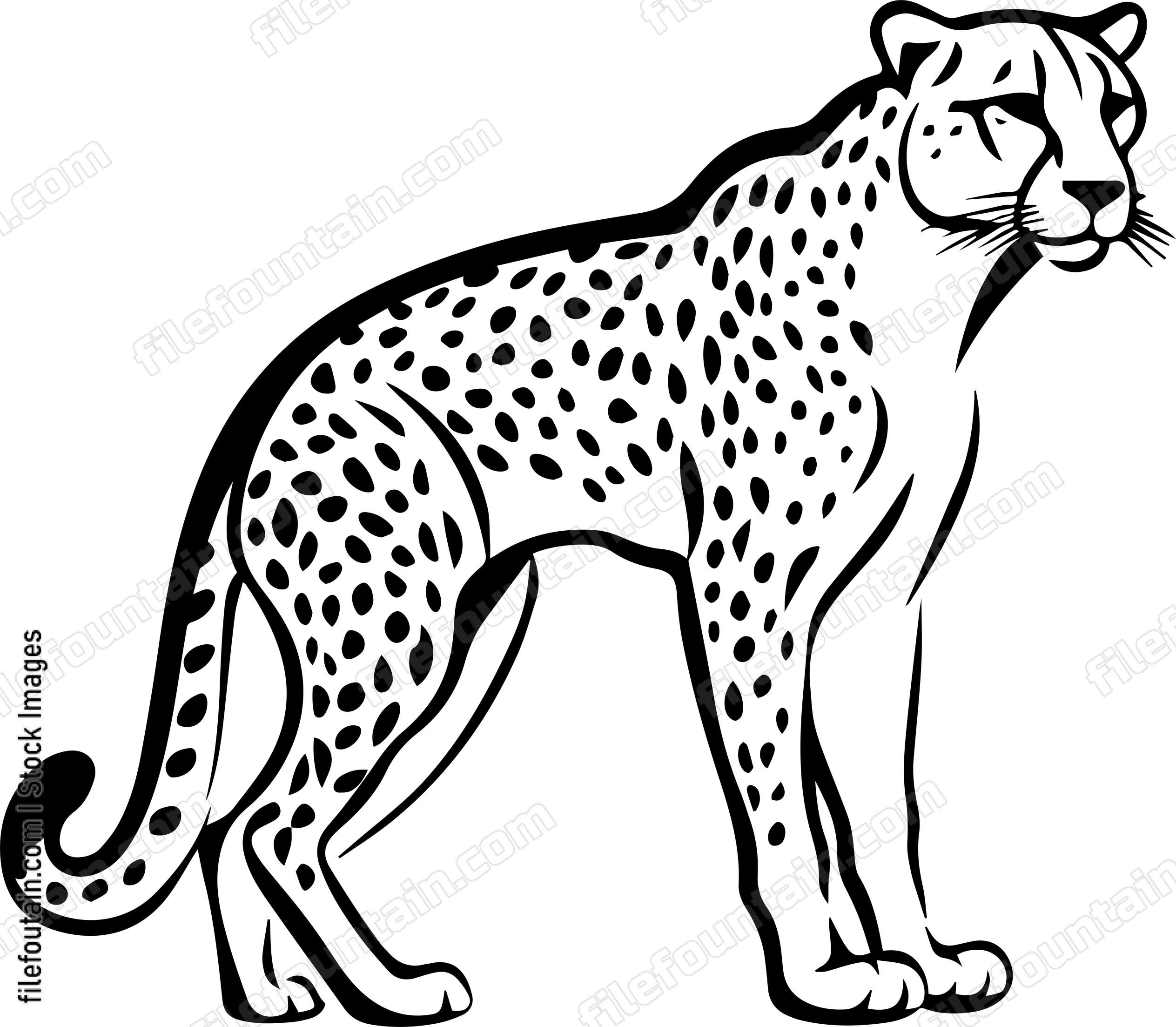 Cheetah