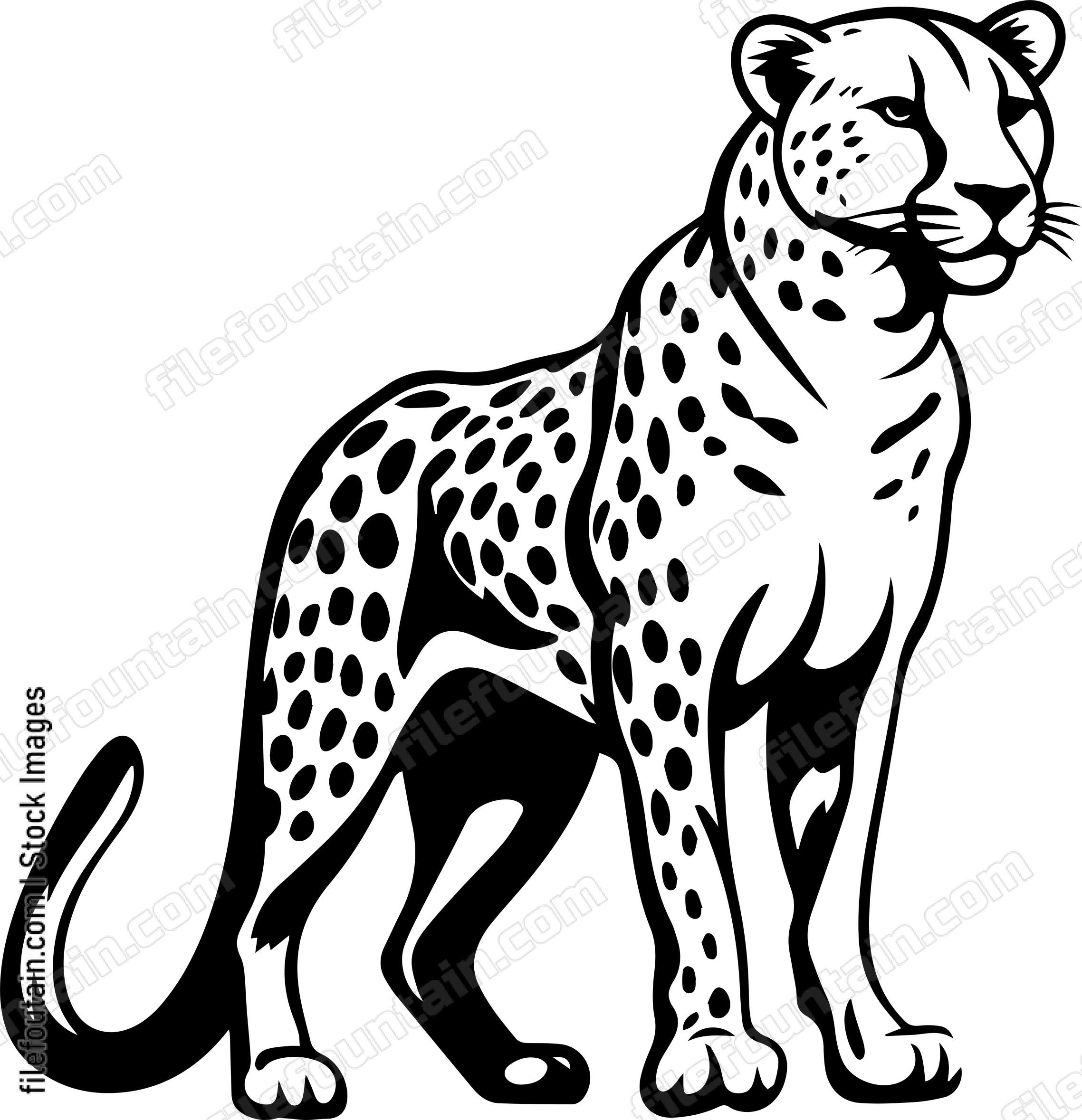 Cheetah