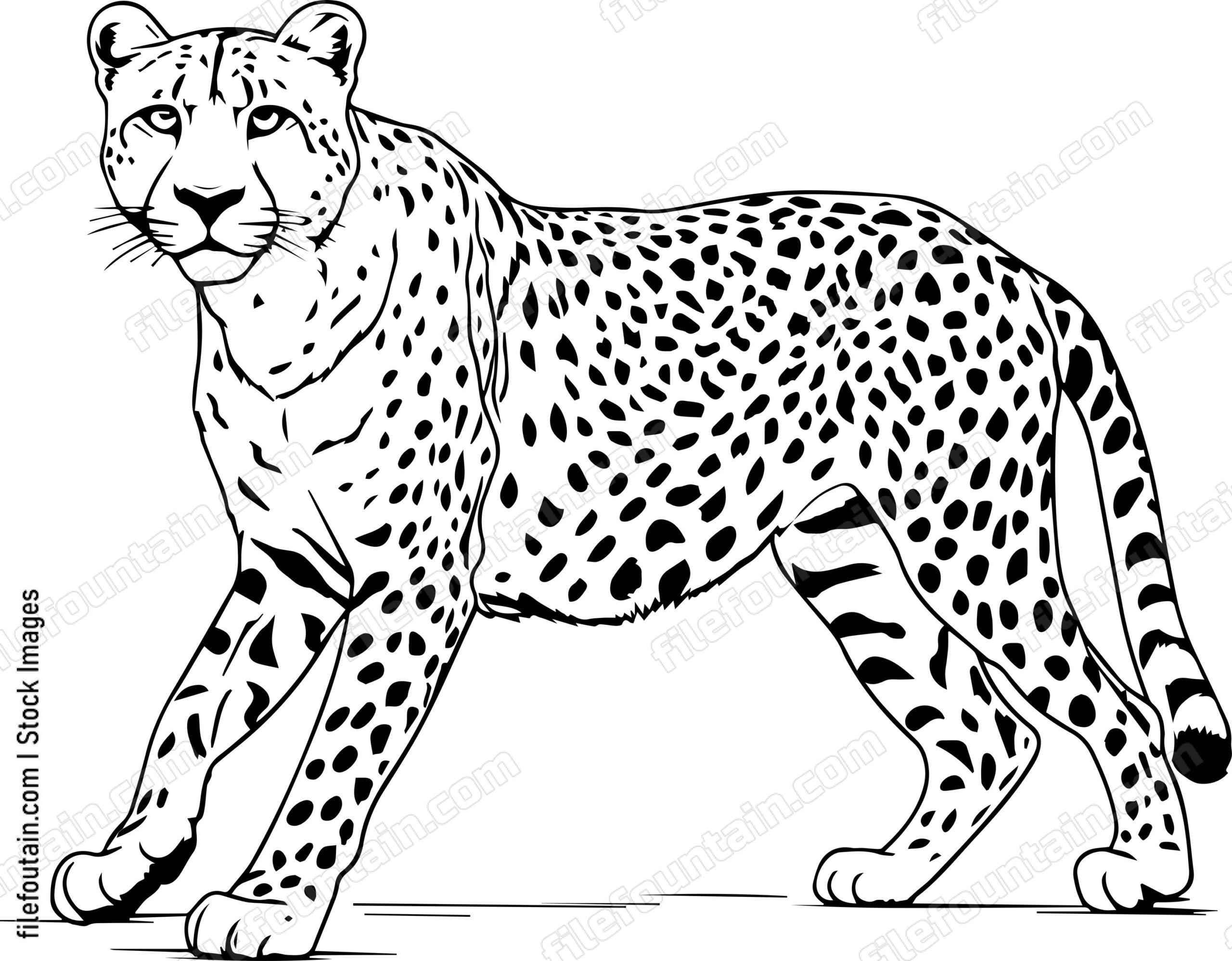 Cheetah