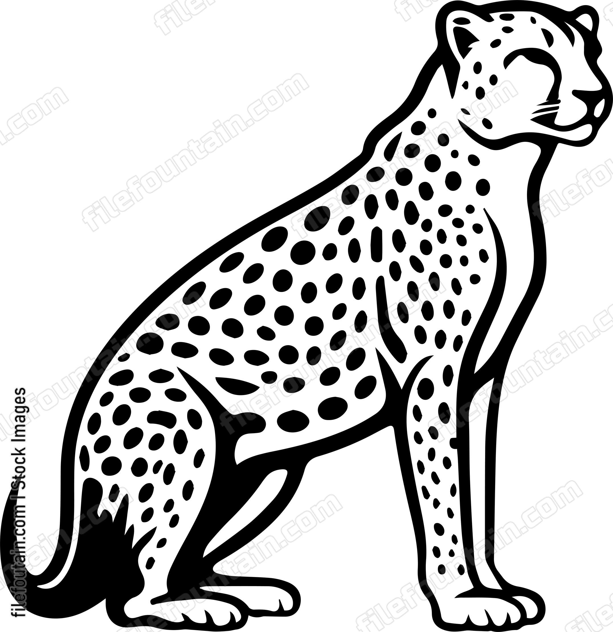 Cheetah