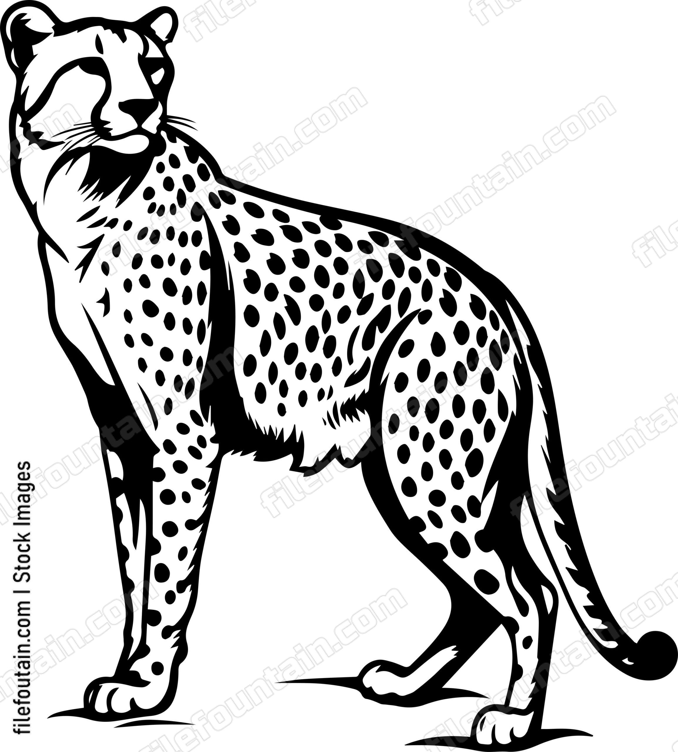 Cheetah